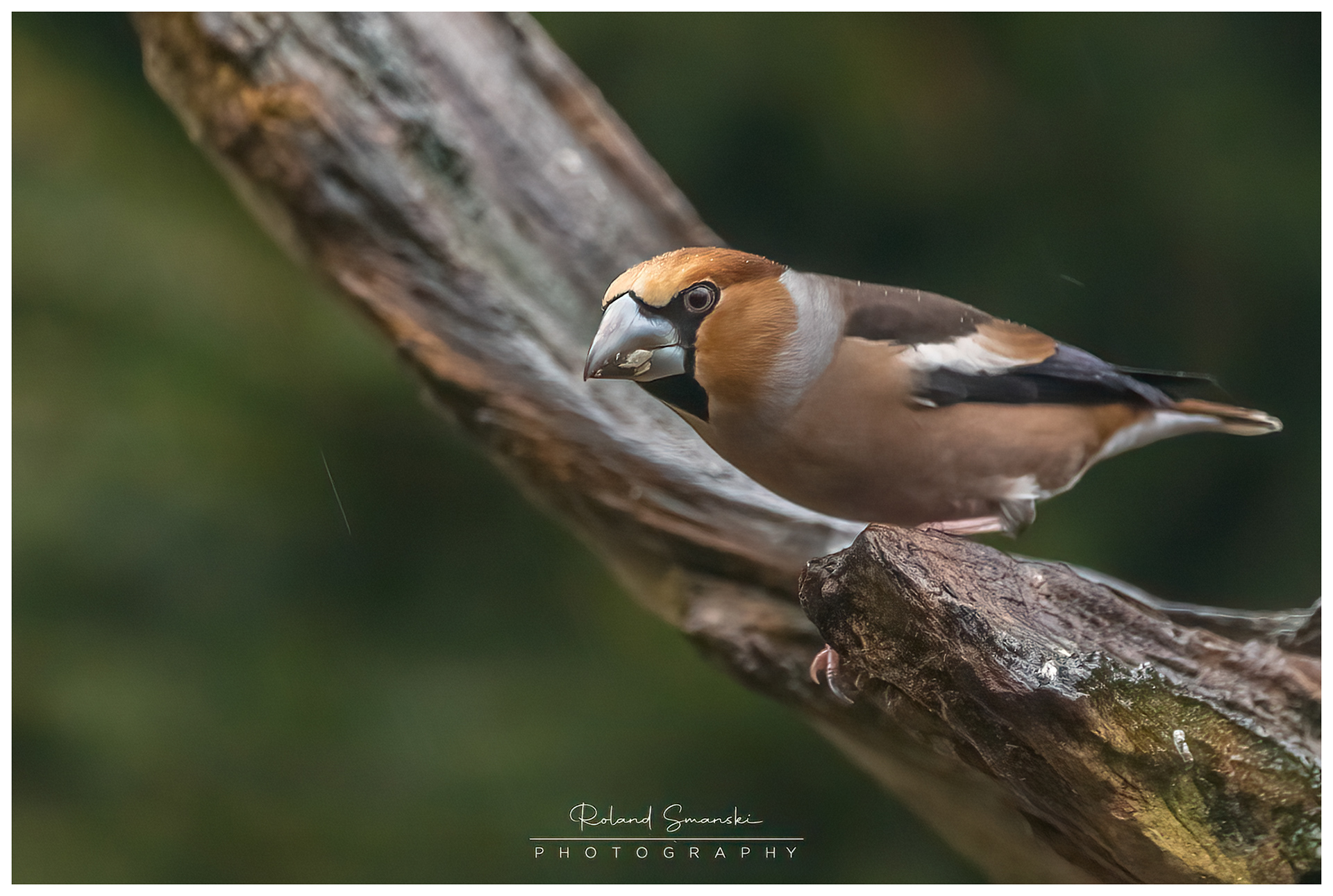 appelvink
