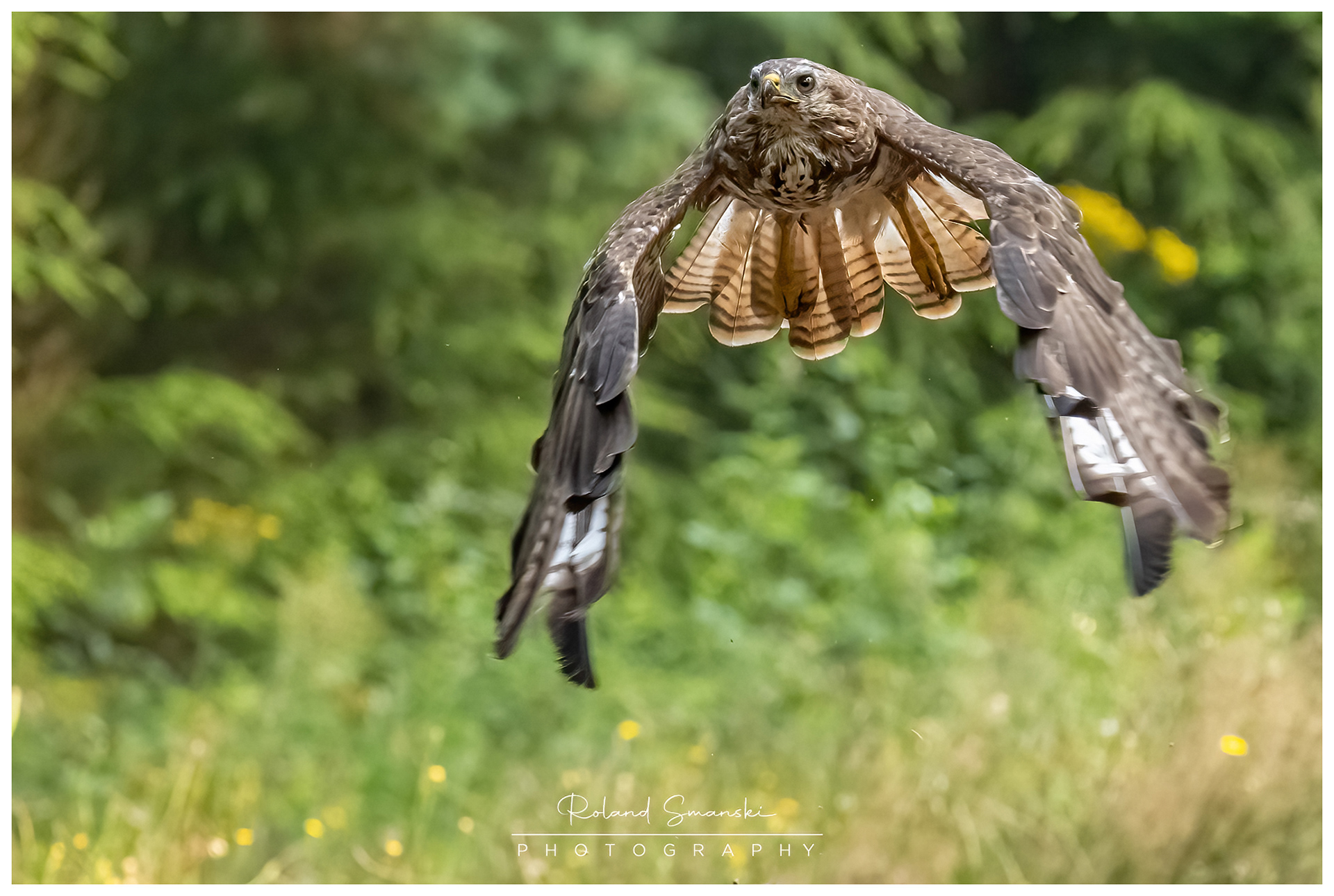 buizerd vliegt over de hut
