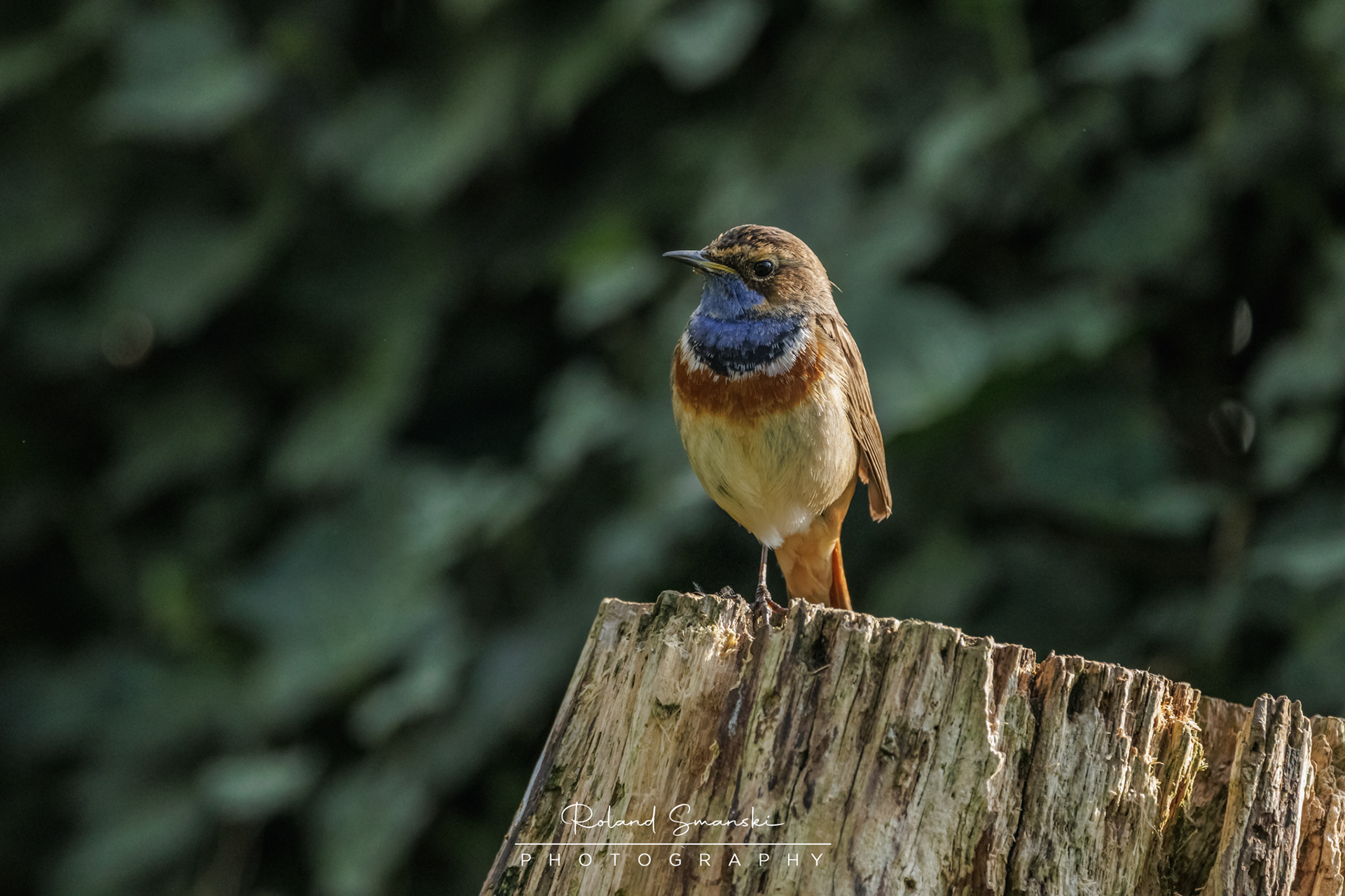 blauwborst
