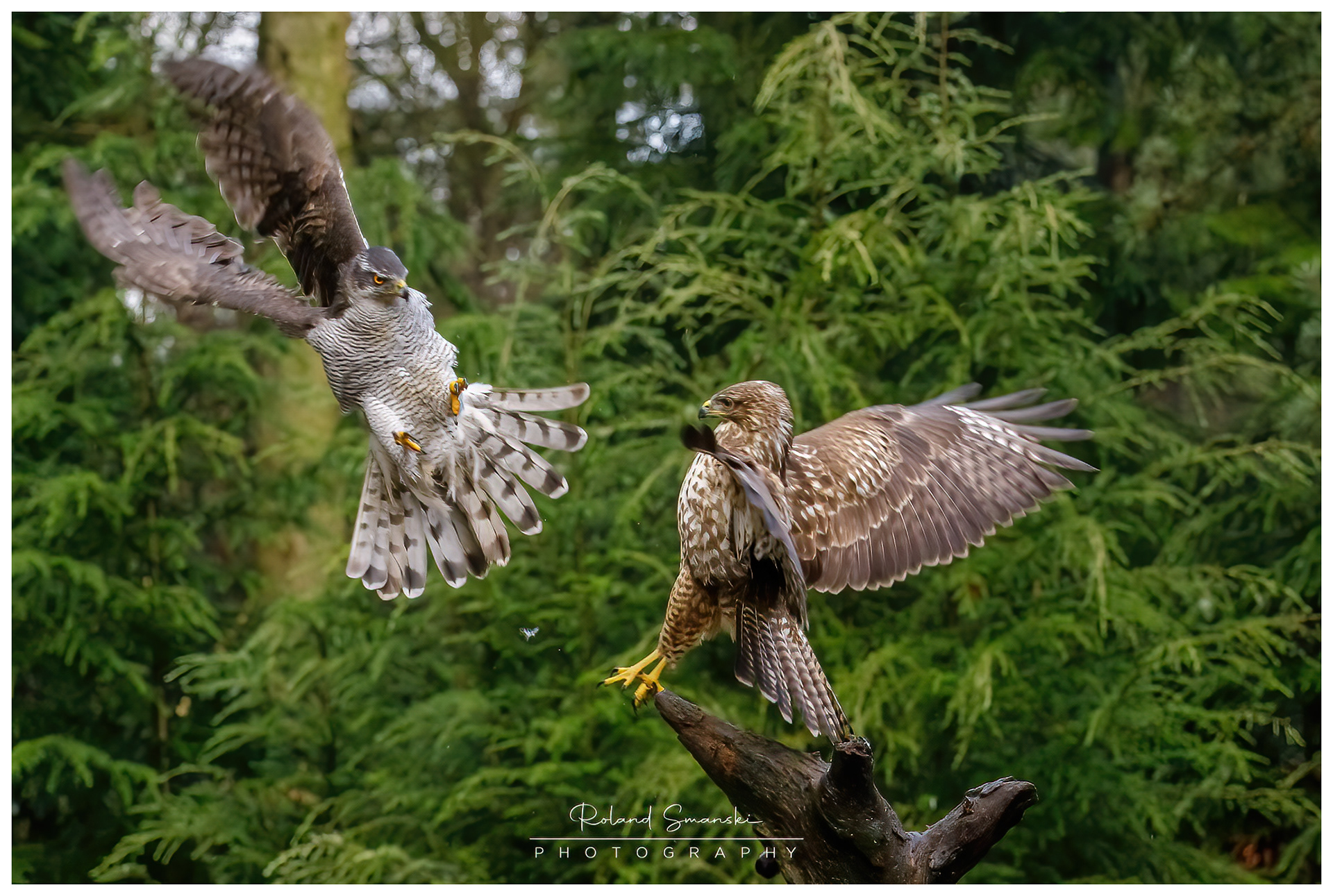 havik en buizerd strijden om prooi