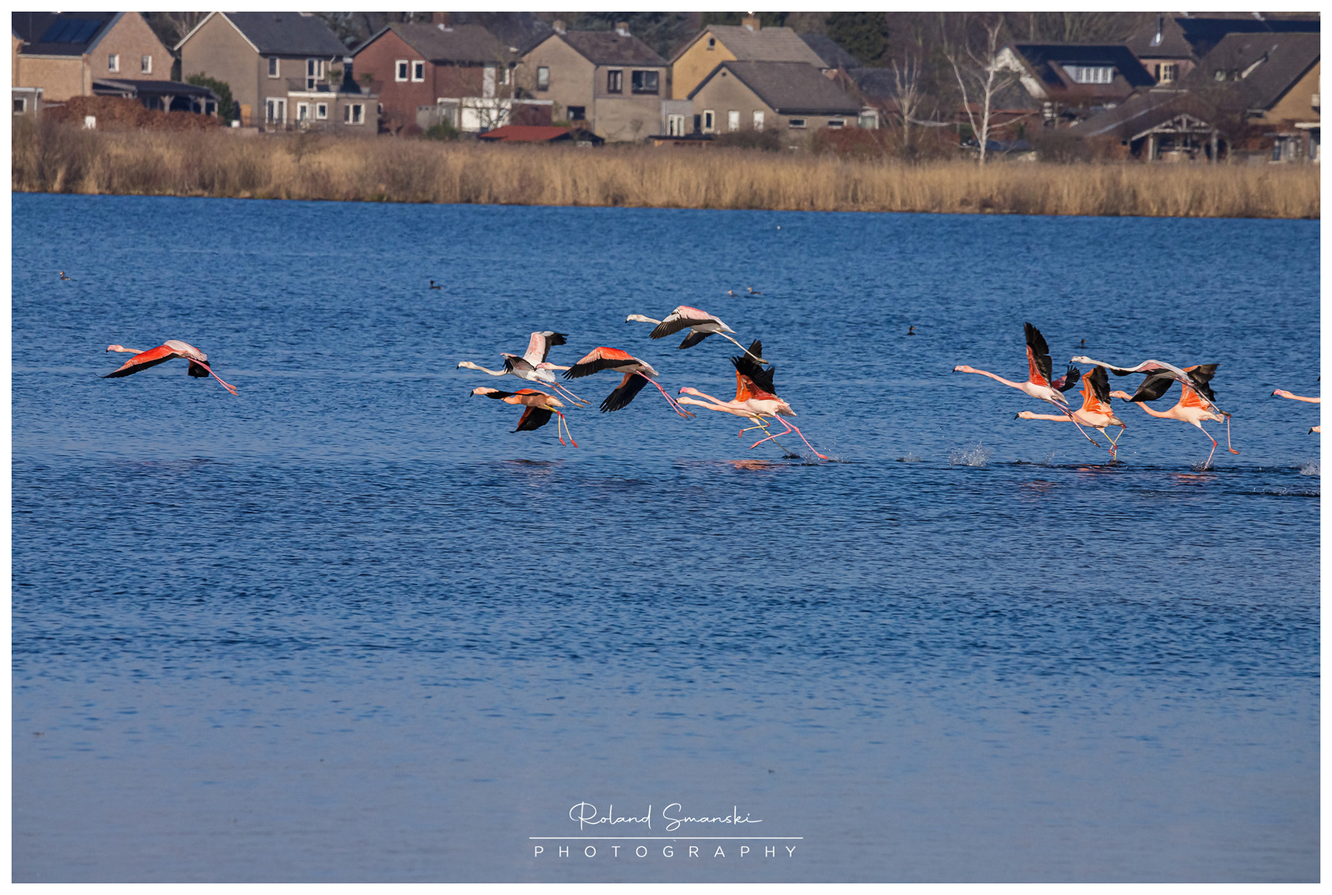 Europese en Chileense flamingo's