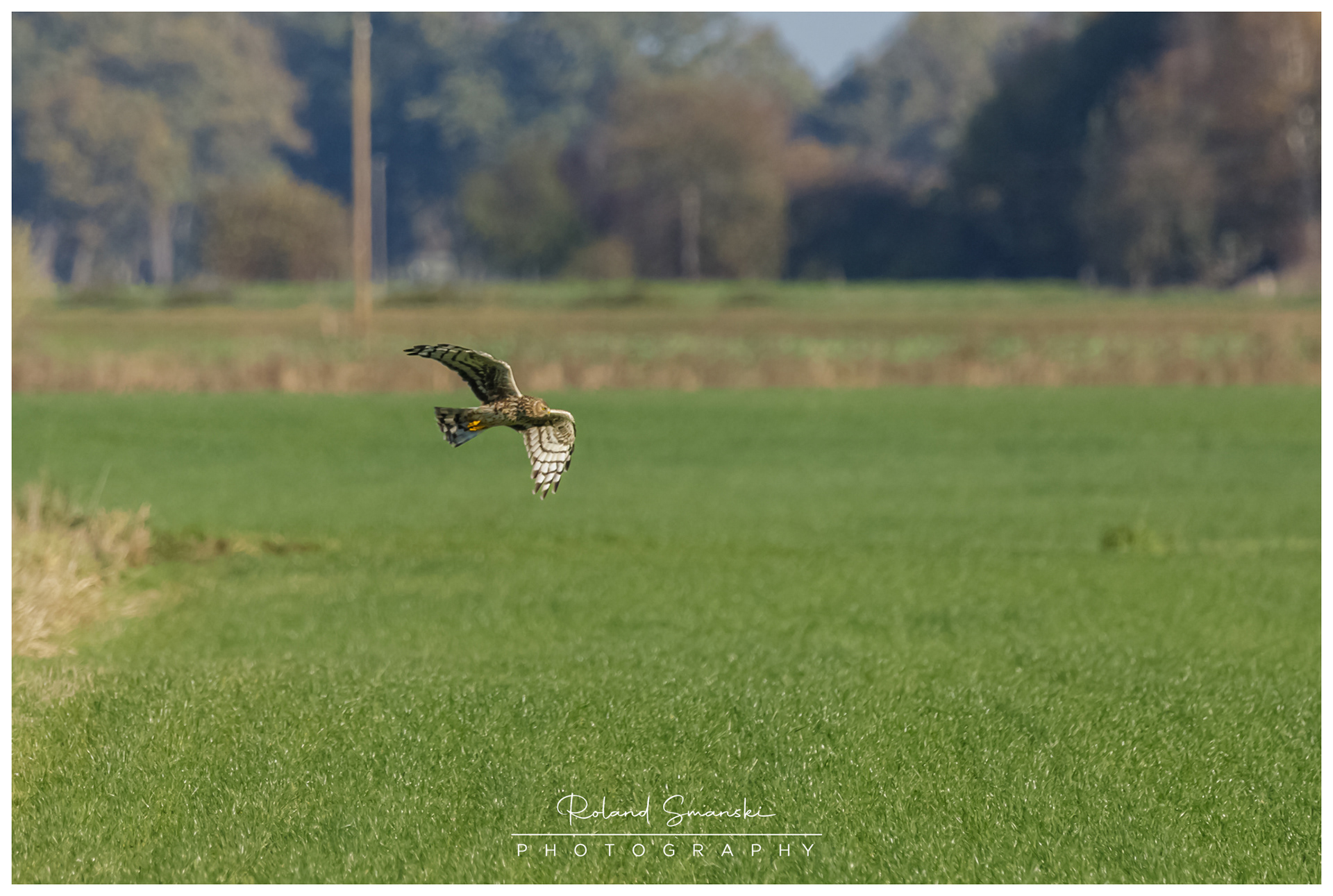 blauwe kiekendief jagend over het veld
