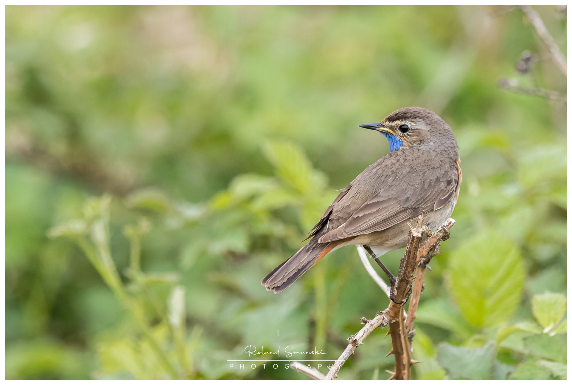 blauwborst