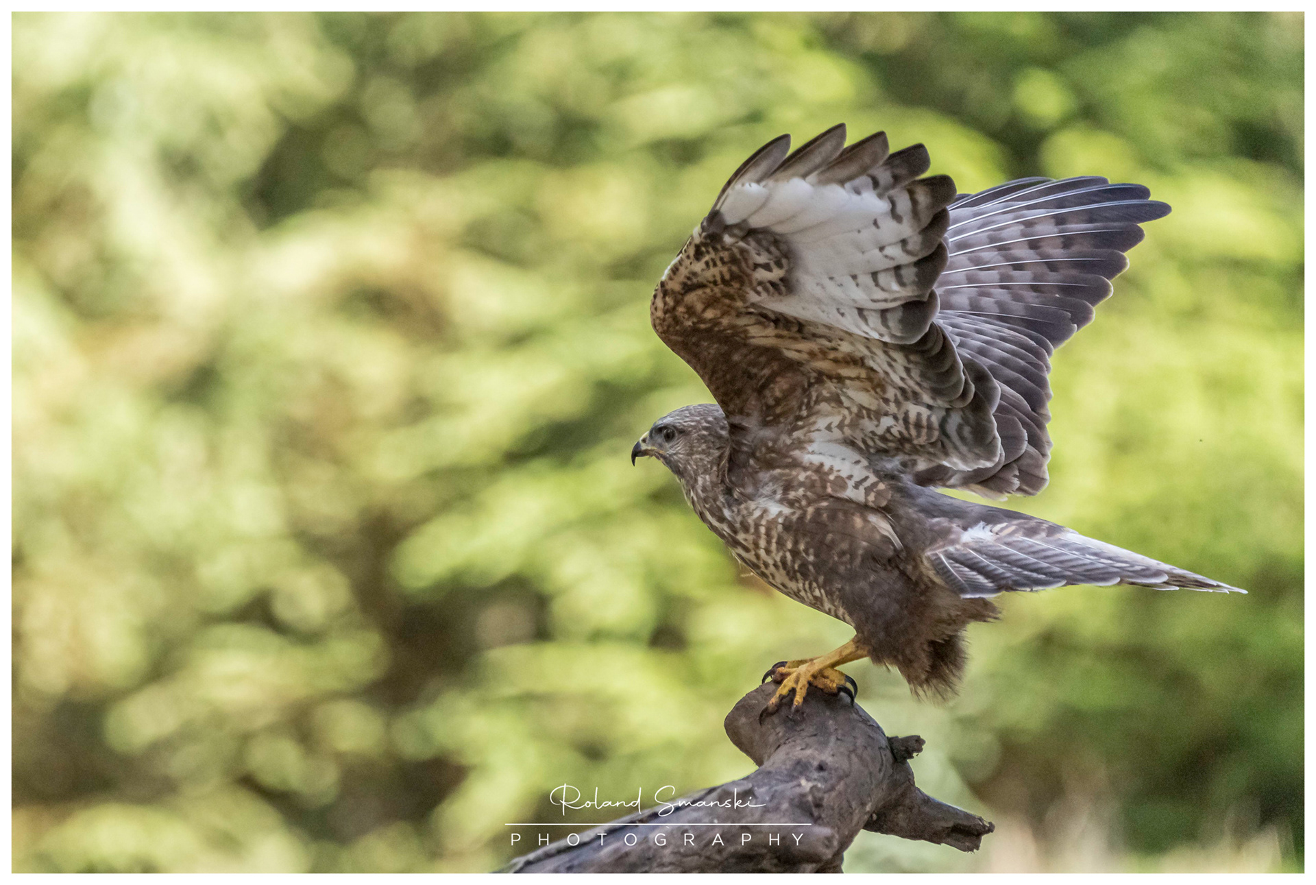 buizerd