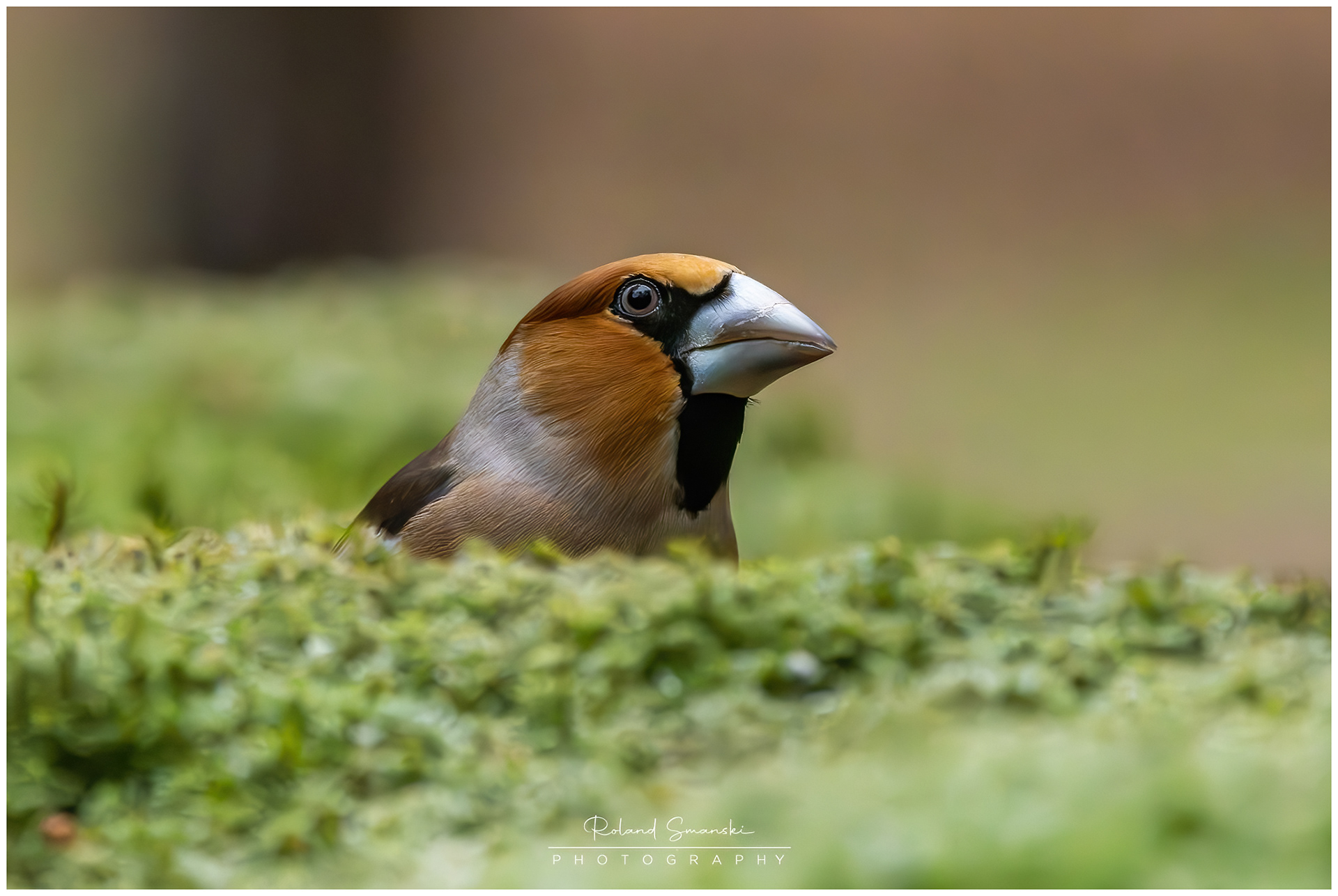 appelvink
