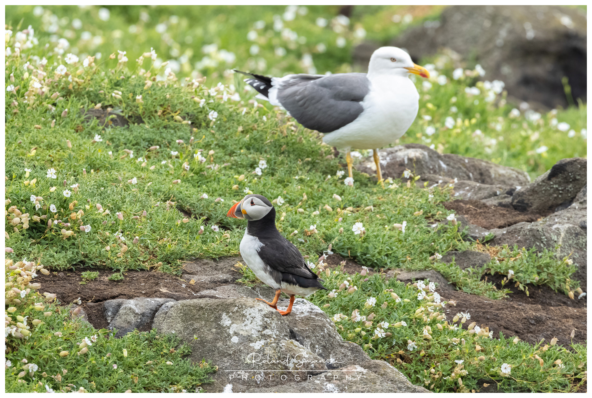 hoe klein is de puffin tegenover de grote mantelmeeuw