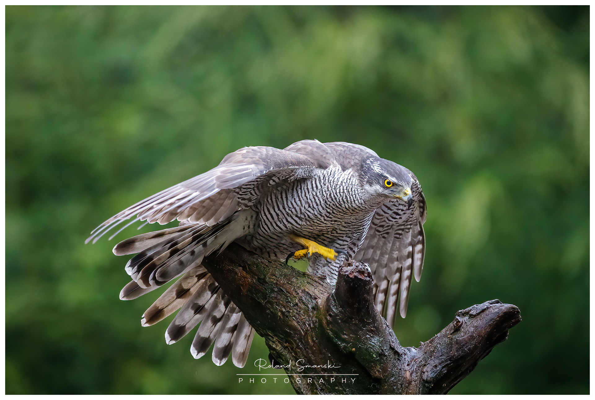 havik imponerend naar de buizerd die op de grond zit
