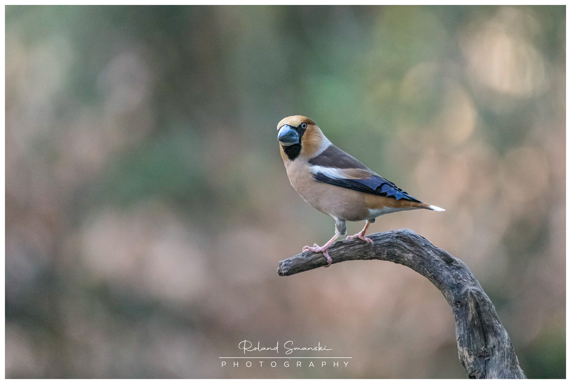 appelvink