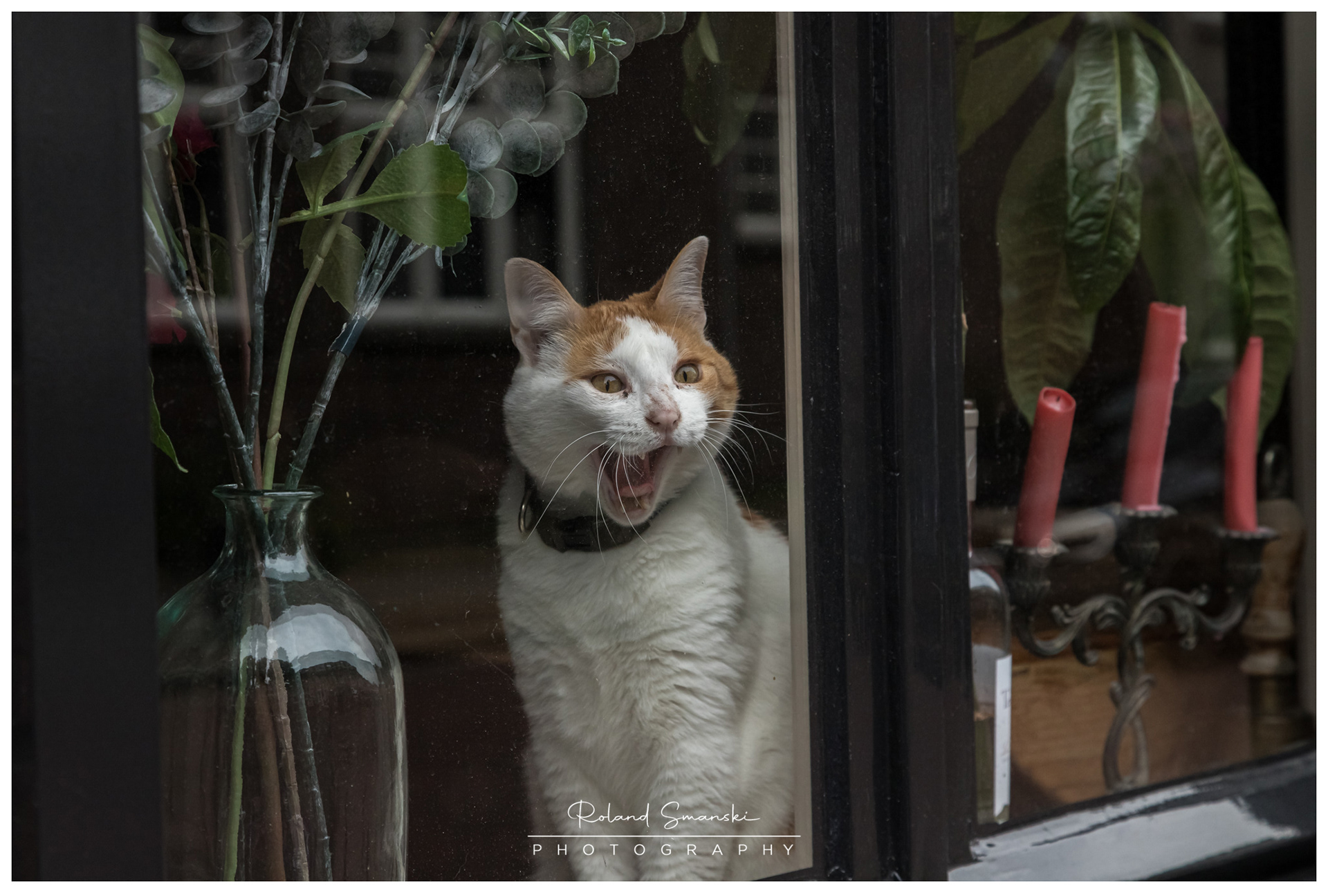 heeee !