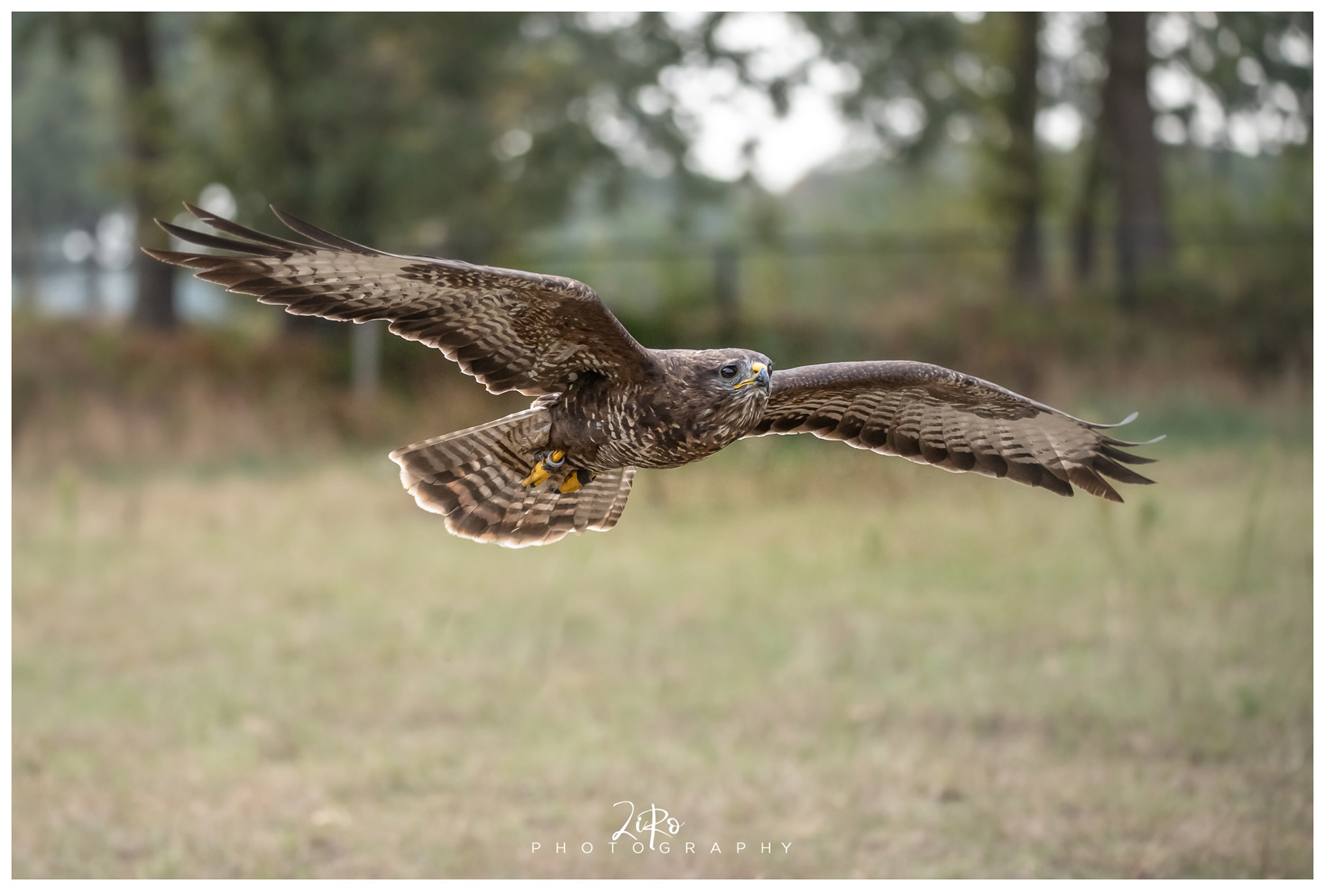 buizerd