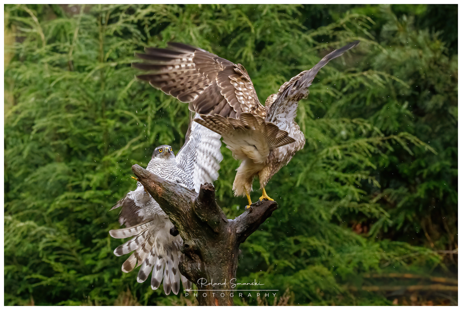 havik en buizerd strijden om prooi