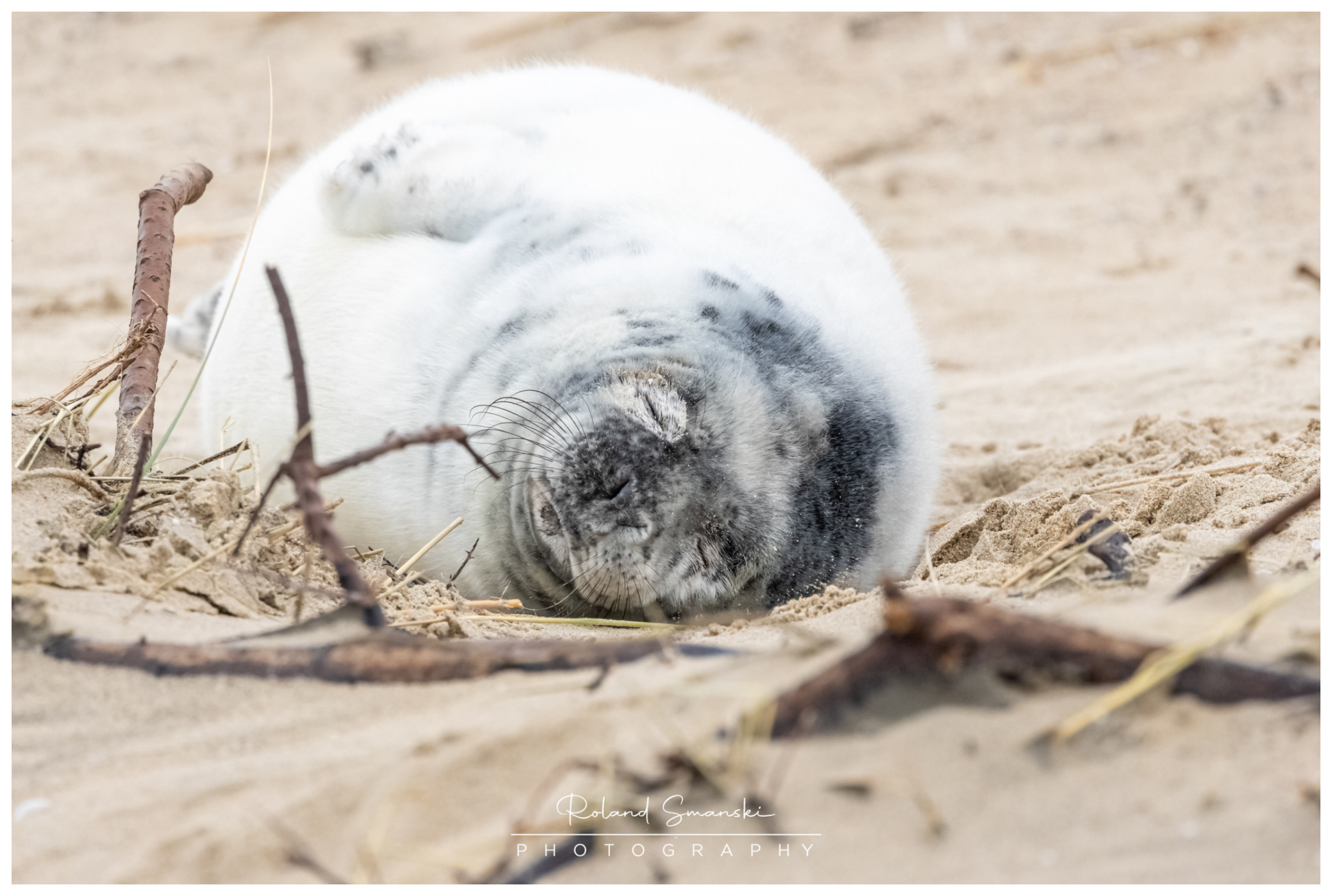afgespeende pup, rust lekker uit op het strand