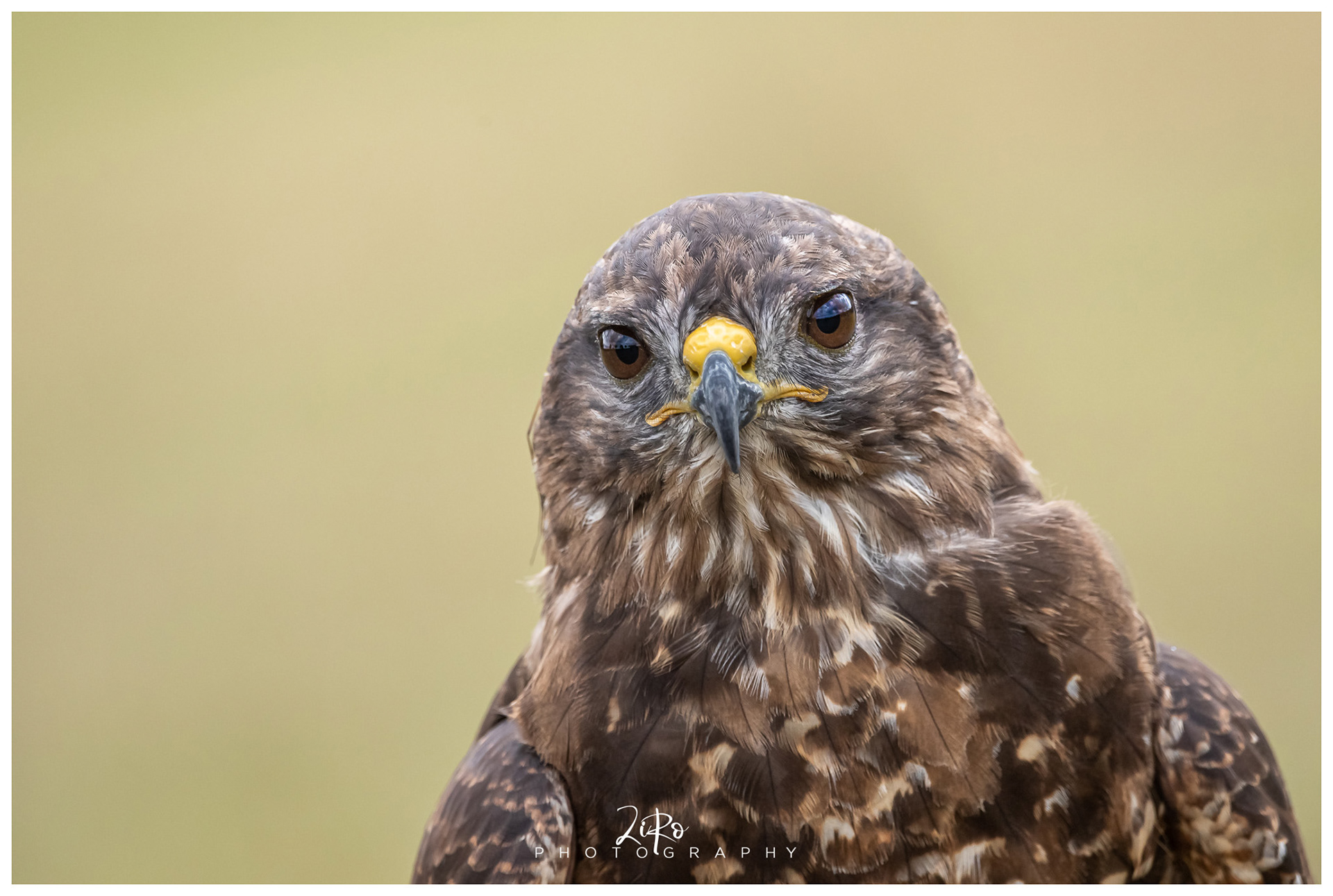 buizerd