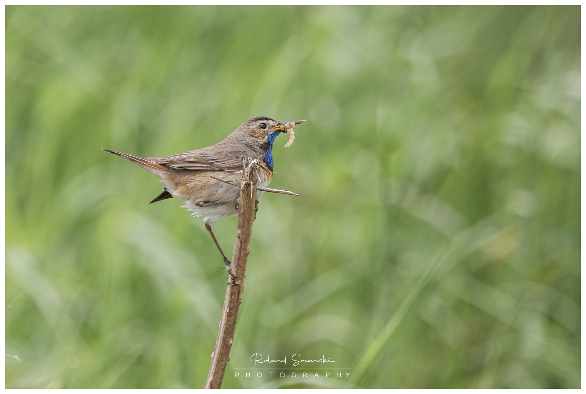 blauwborst