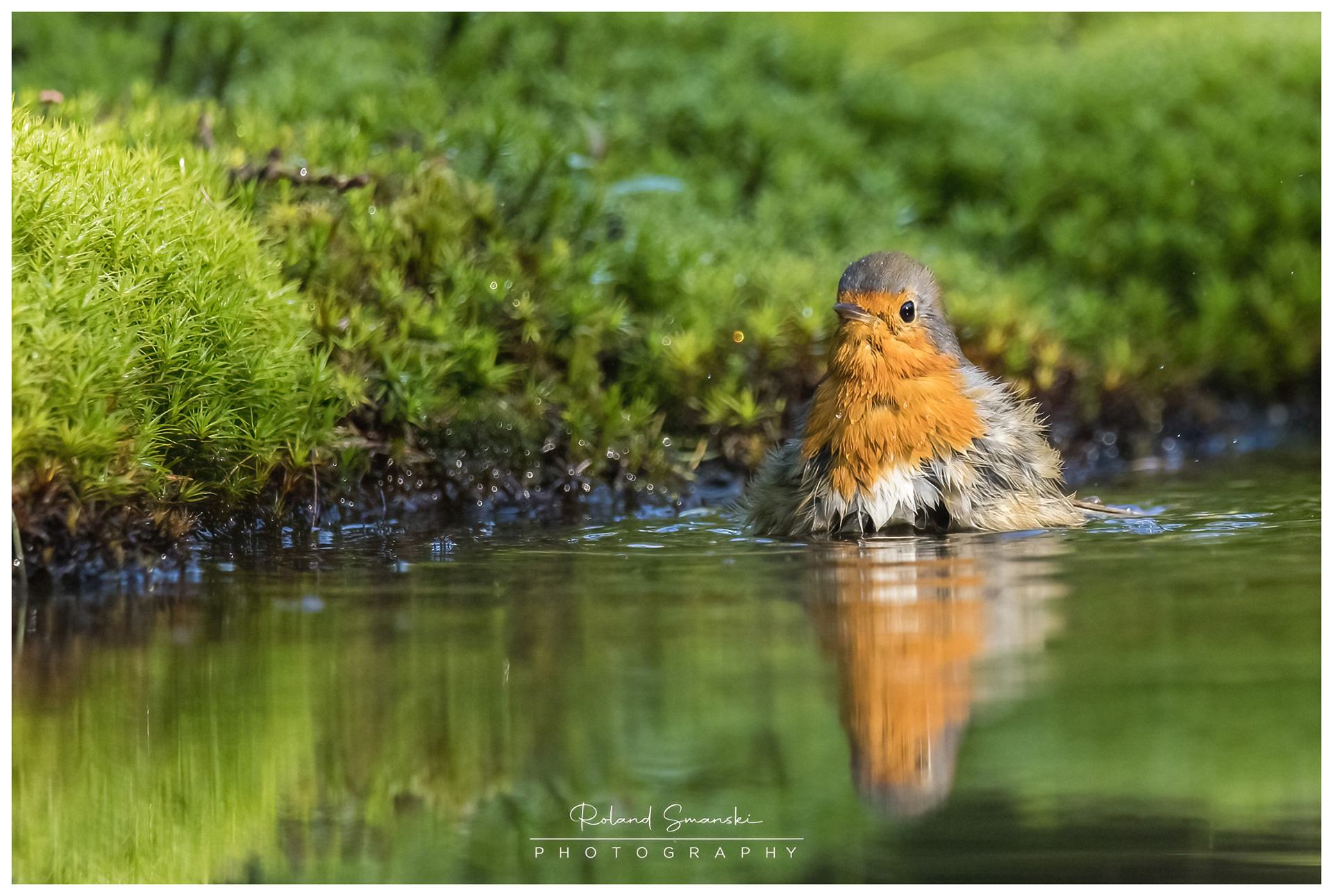 roodborst