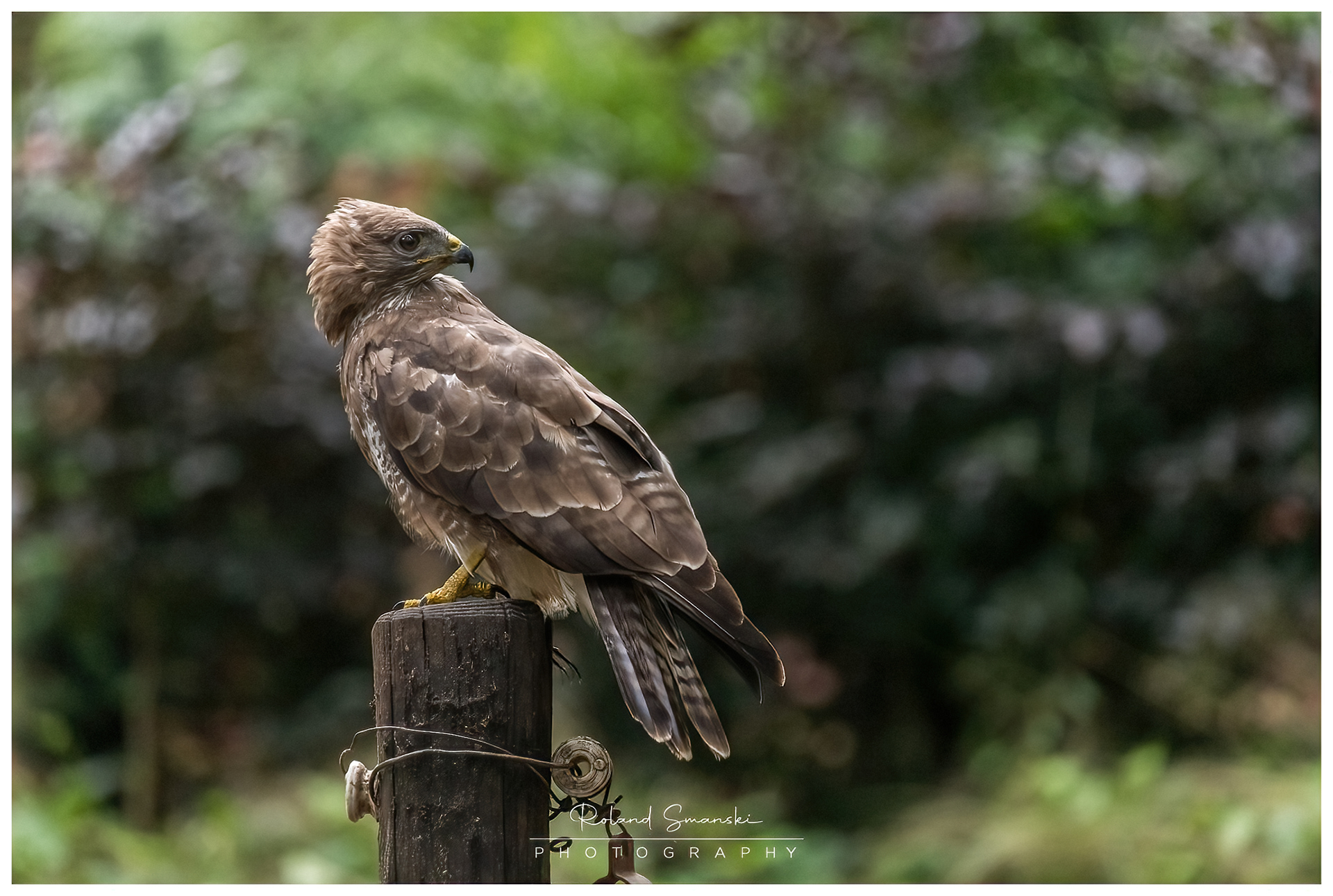 buizerd