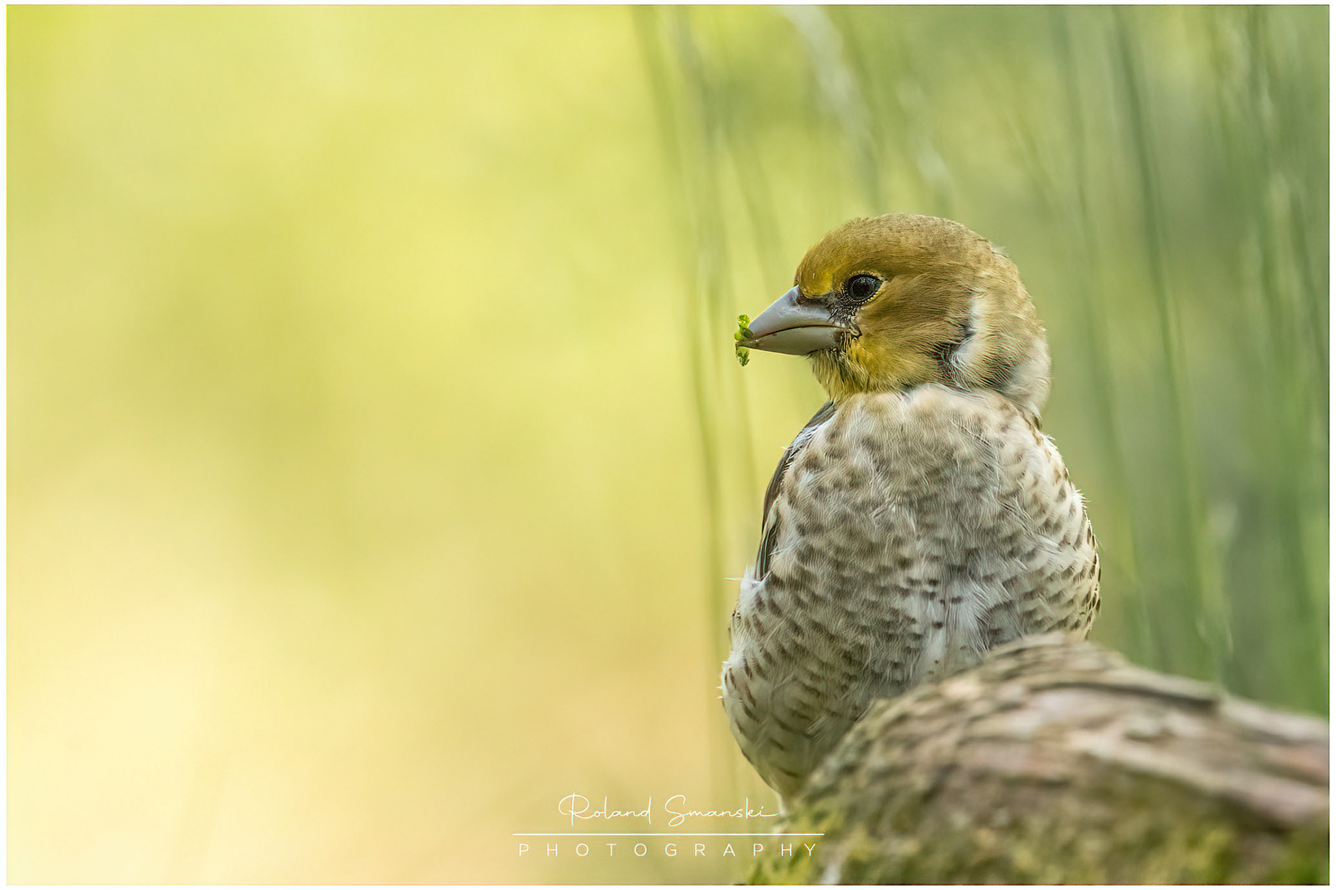appelvink jonkie