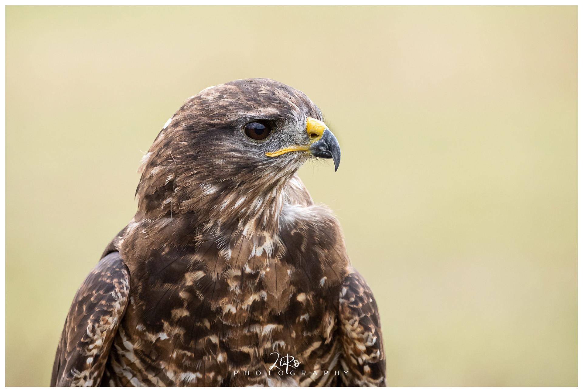 buizerd