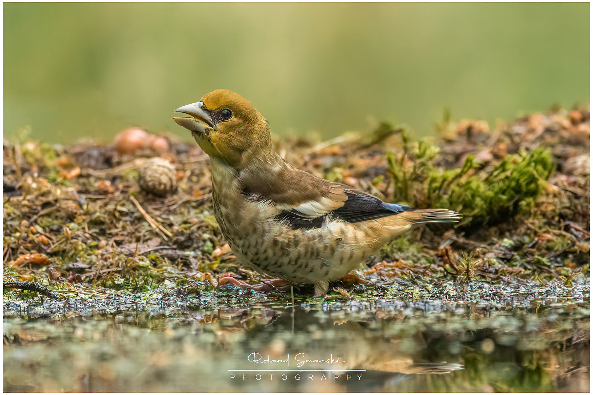 appelvink jonkie