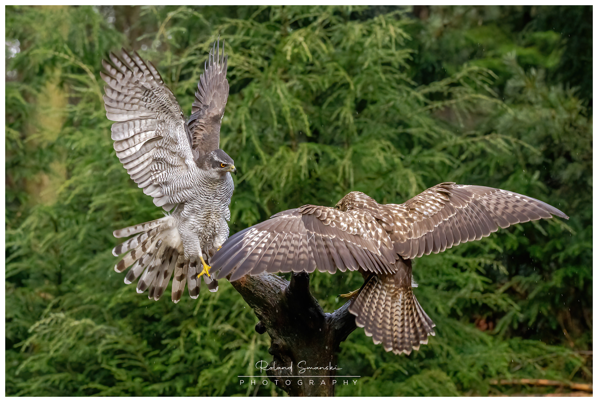 havik en buizerd strijden om prooi