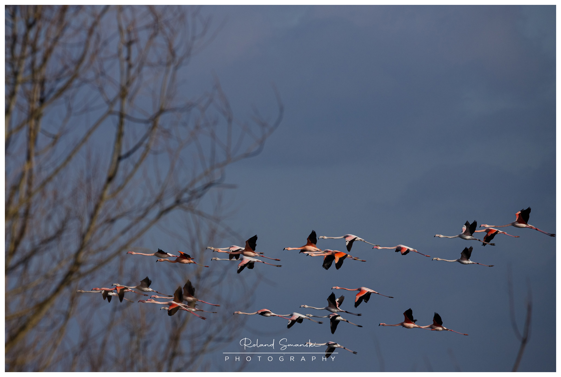Europese en Chileense flamingo's