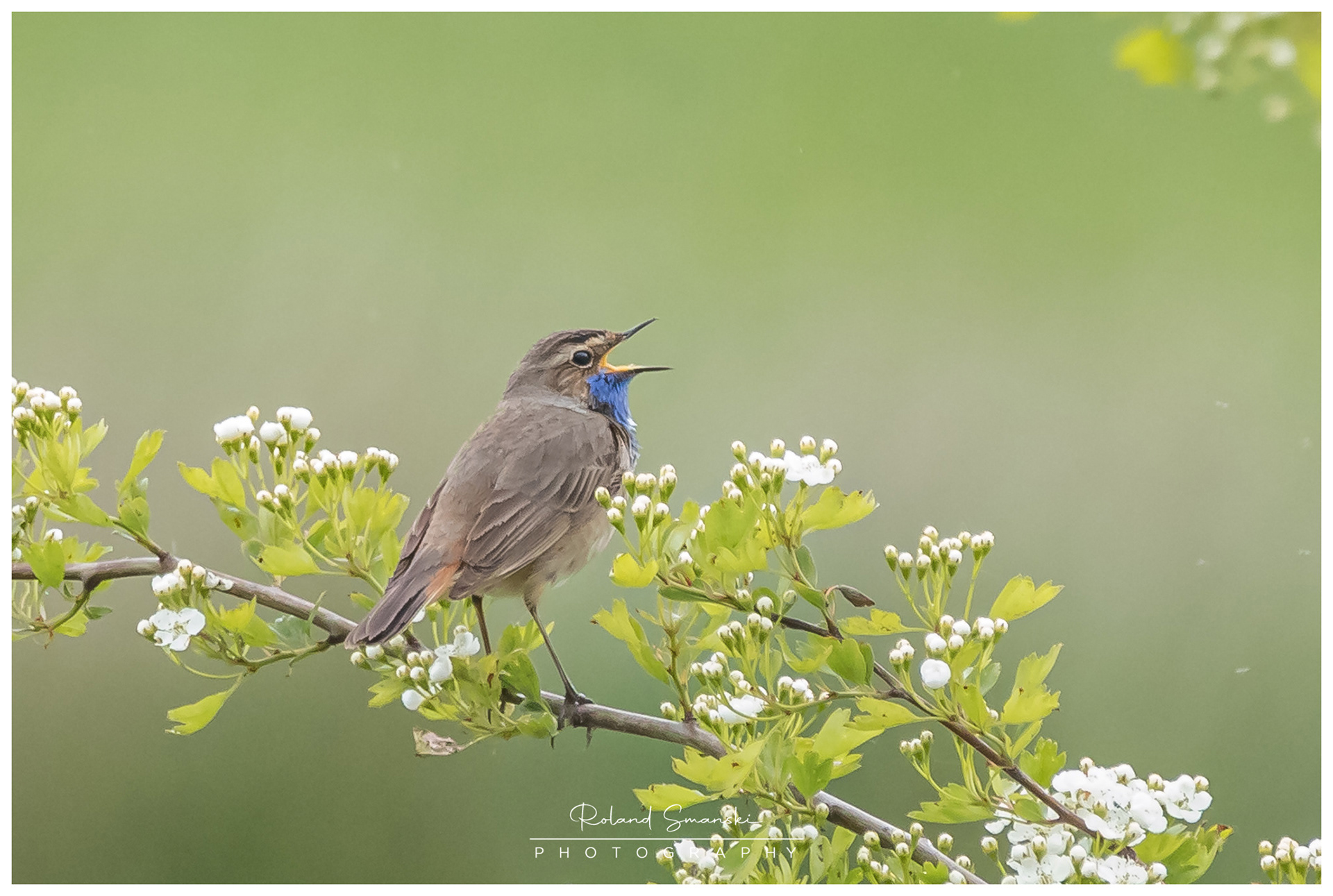 blauwborst