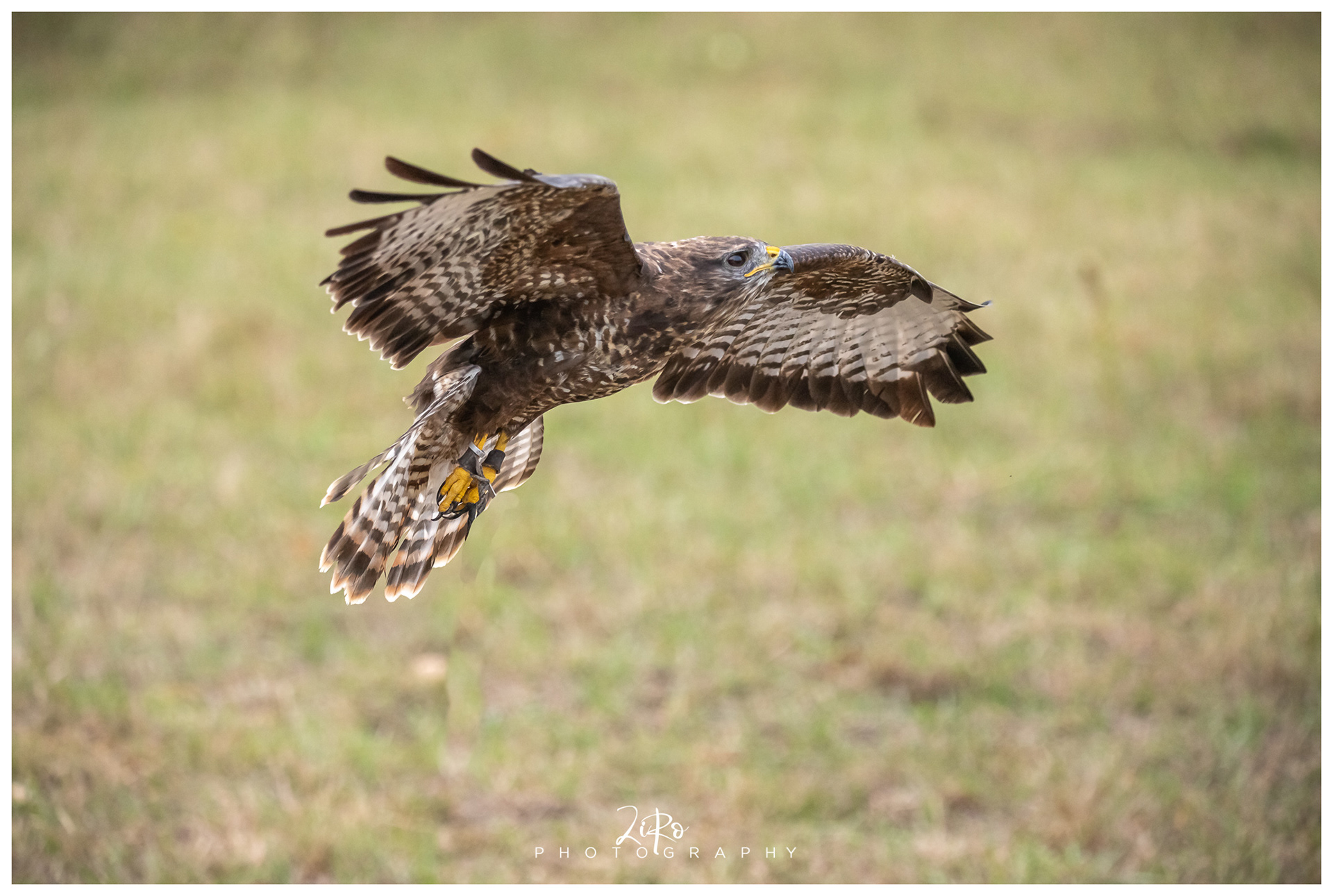 buizerd