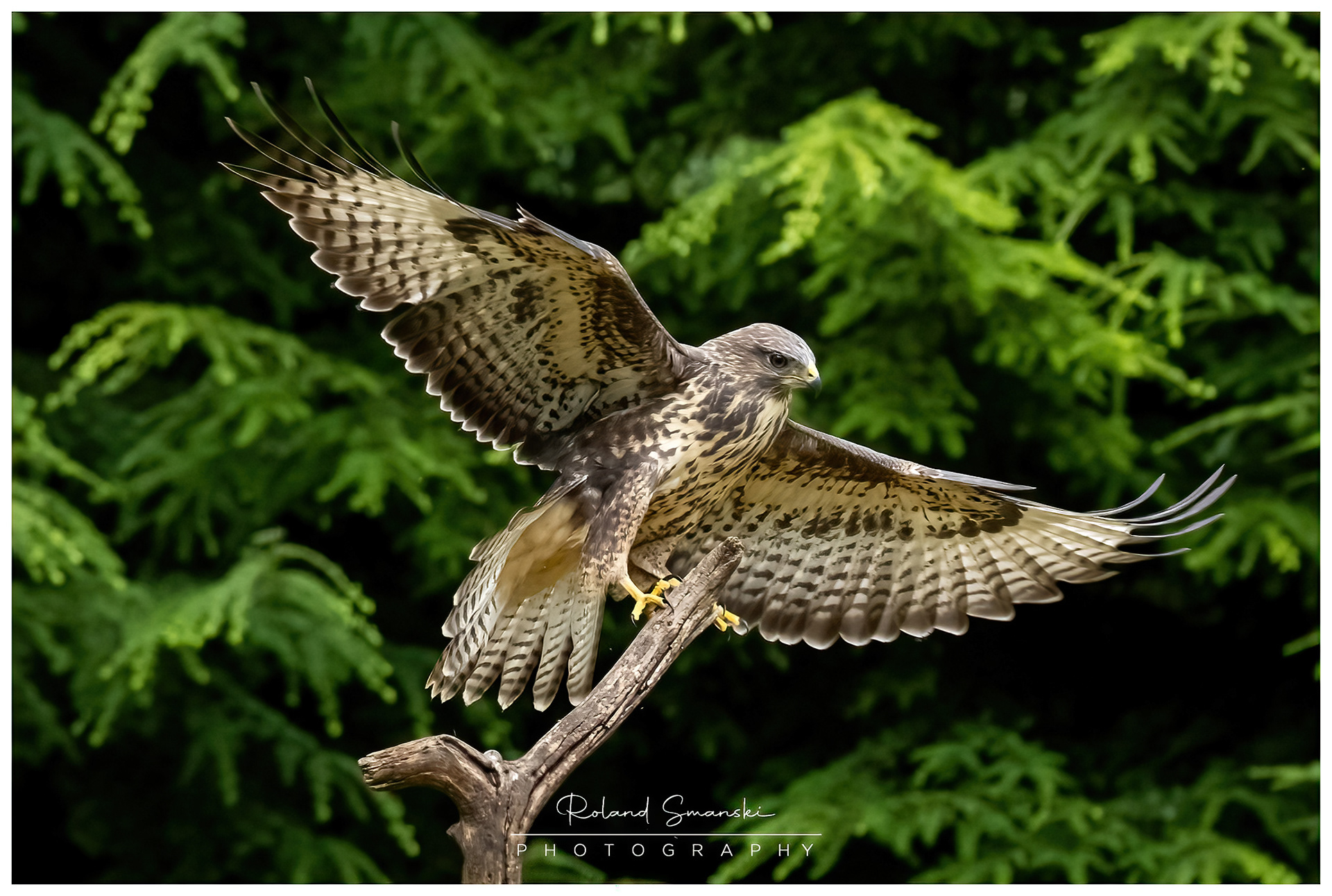 de prachtige blonde buizerd