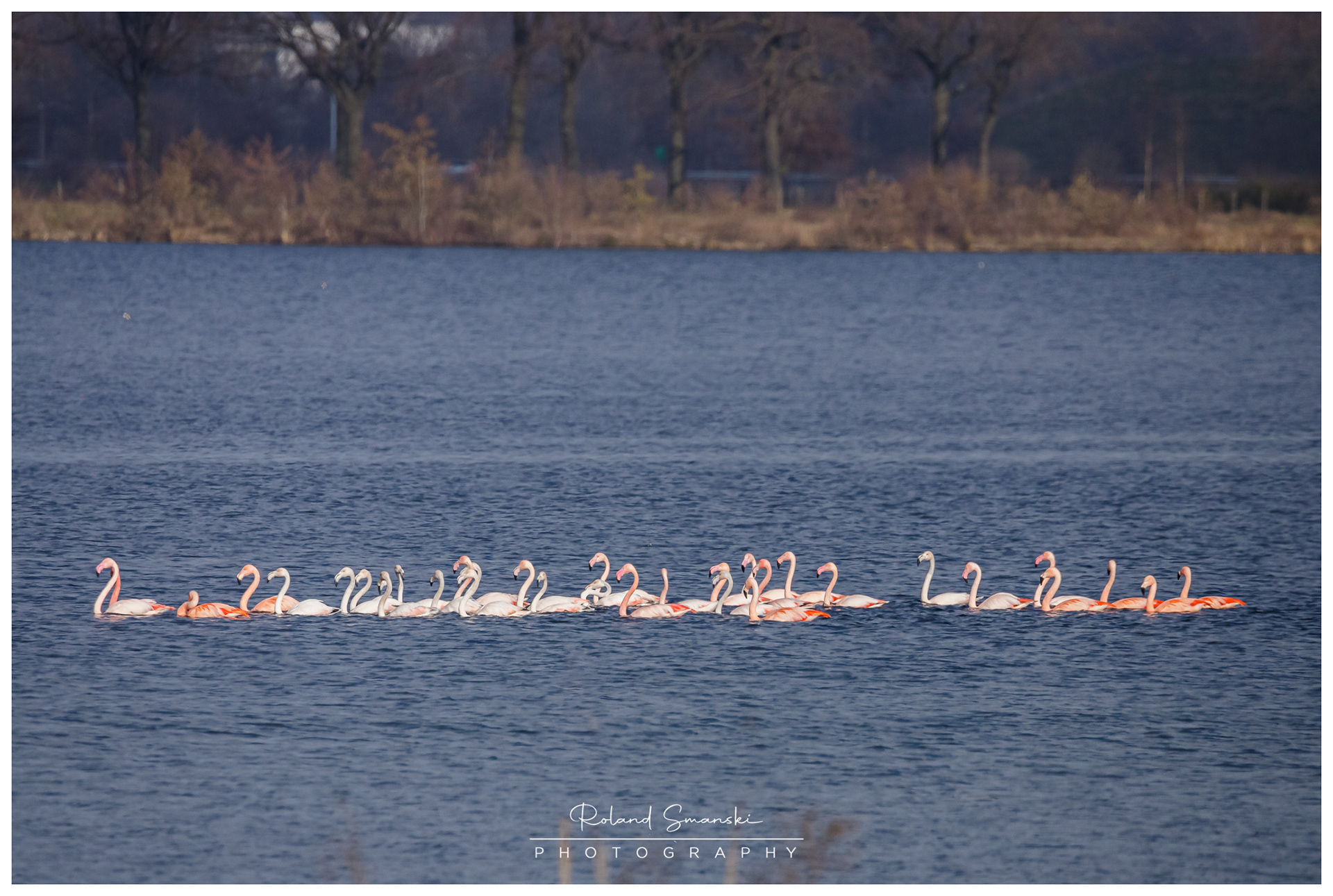 Europese en Chileense flamingo's