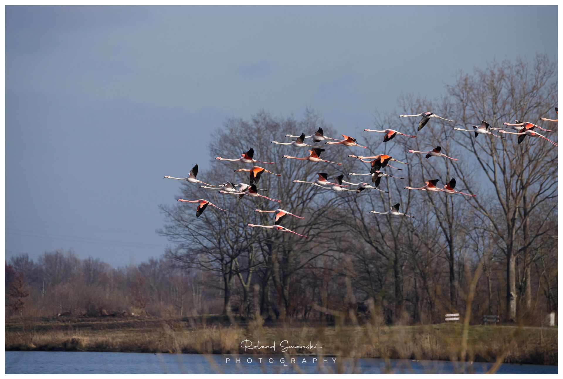 Europese en Chileense flamingo's