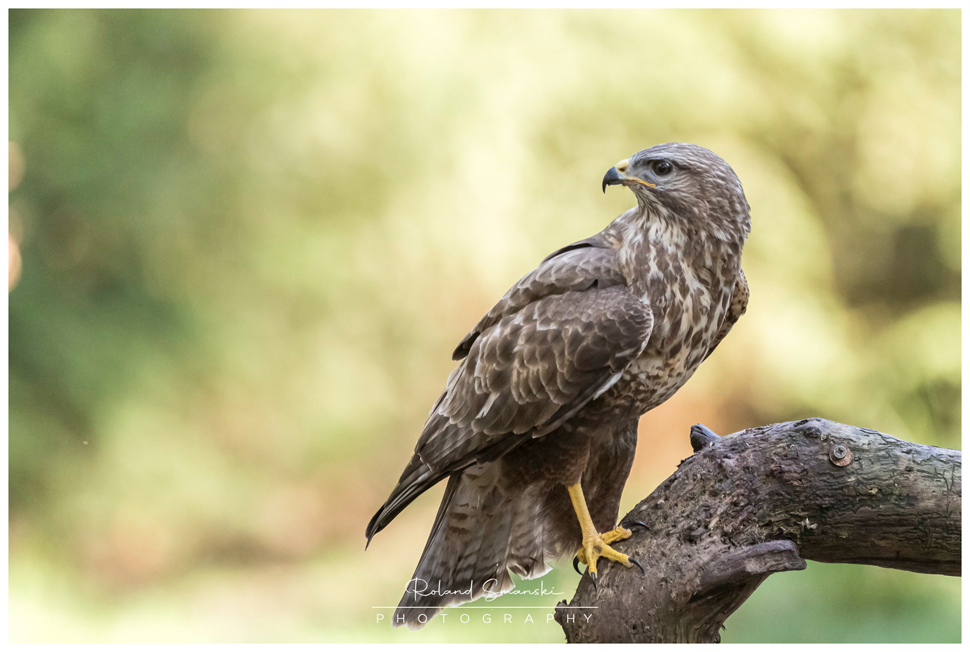 buizerd