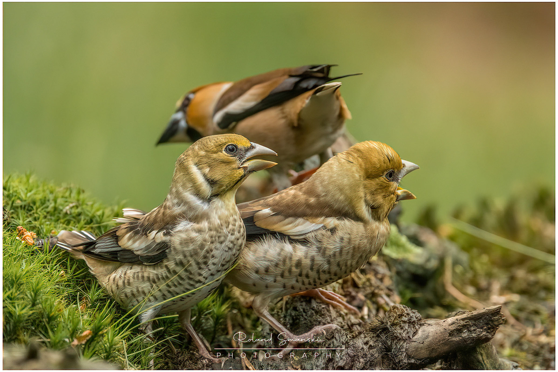appelvink jonkies