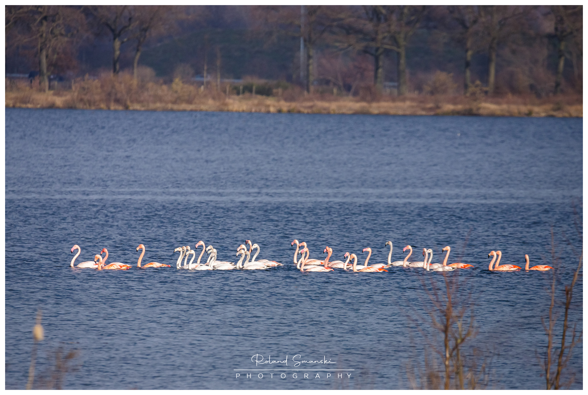 Europese en Chileense flamingo's