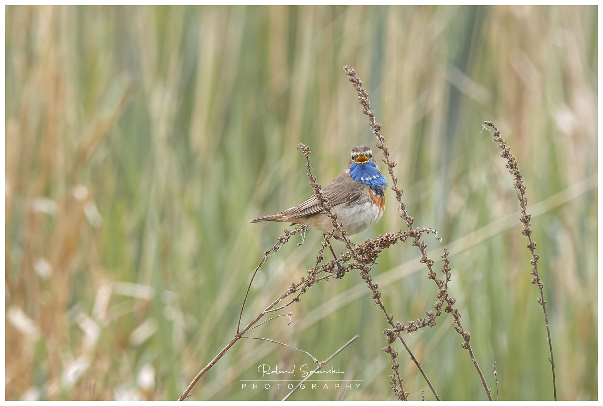 blauwborst