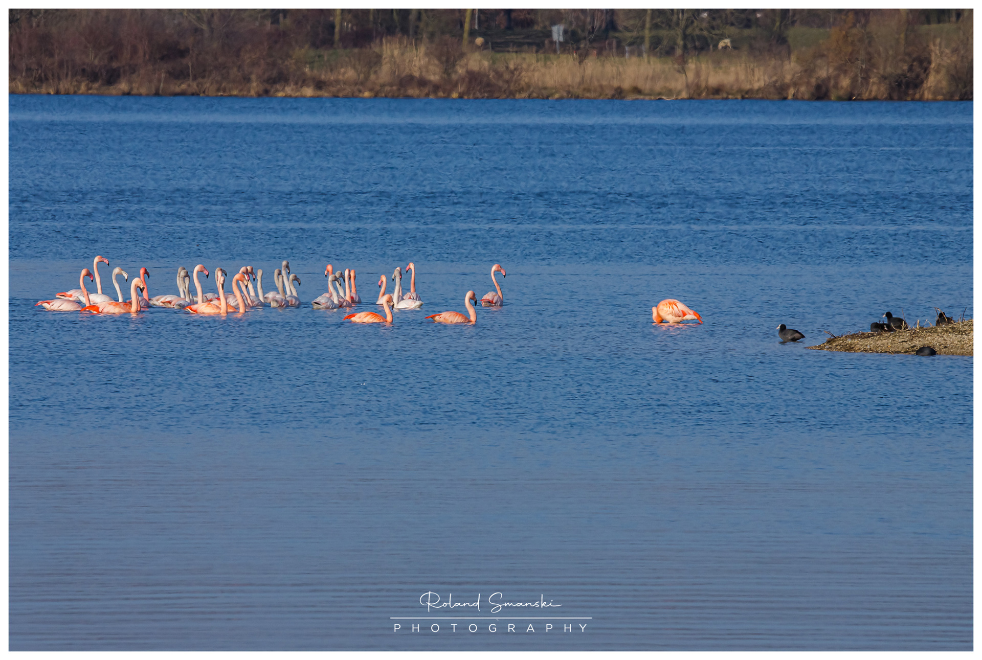 Europese en Chileense flamingo's