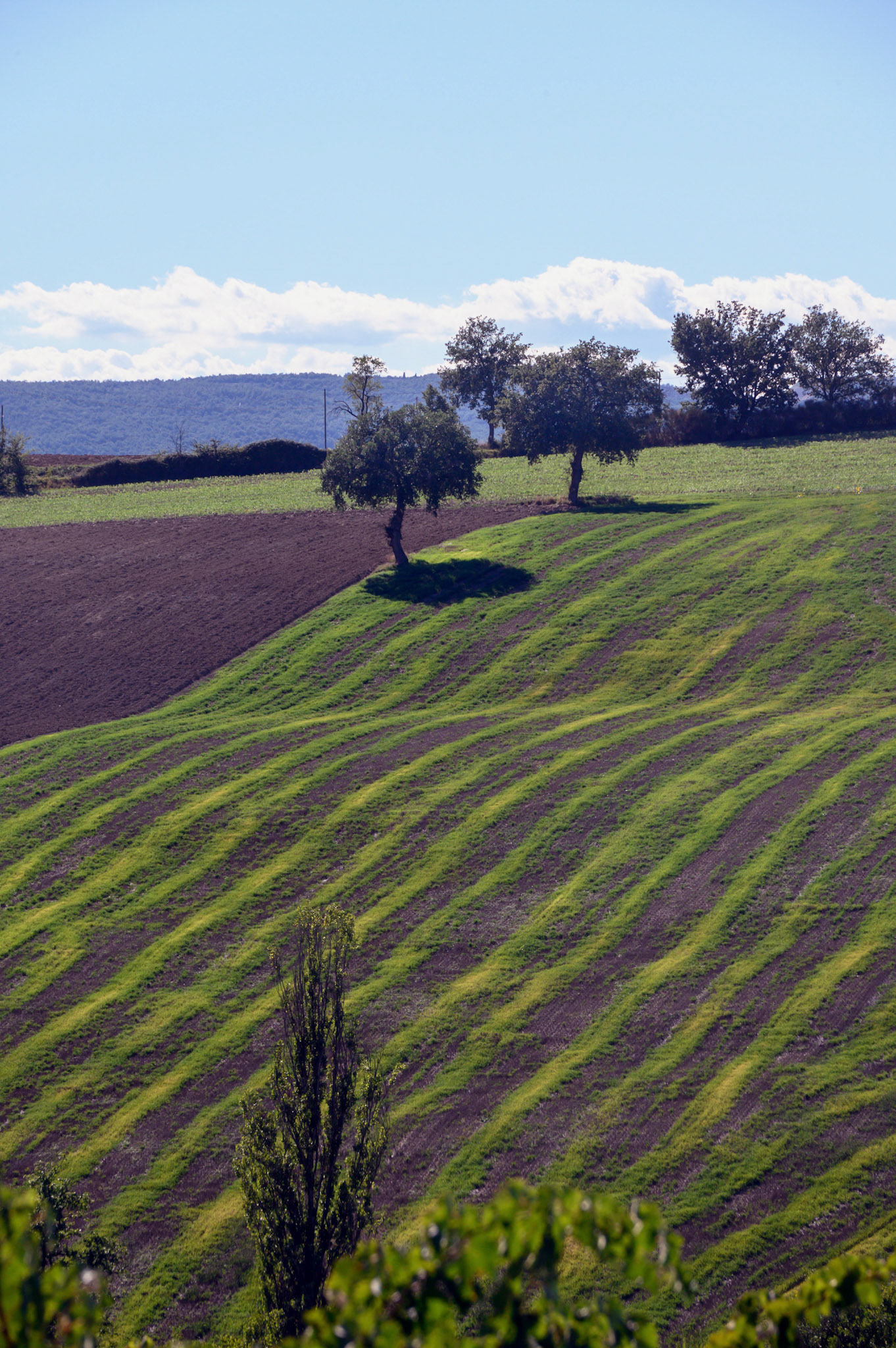 Umbria fields