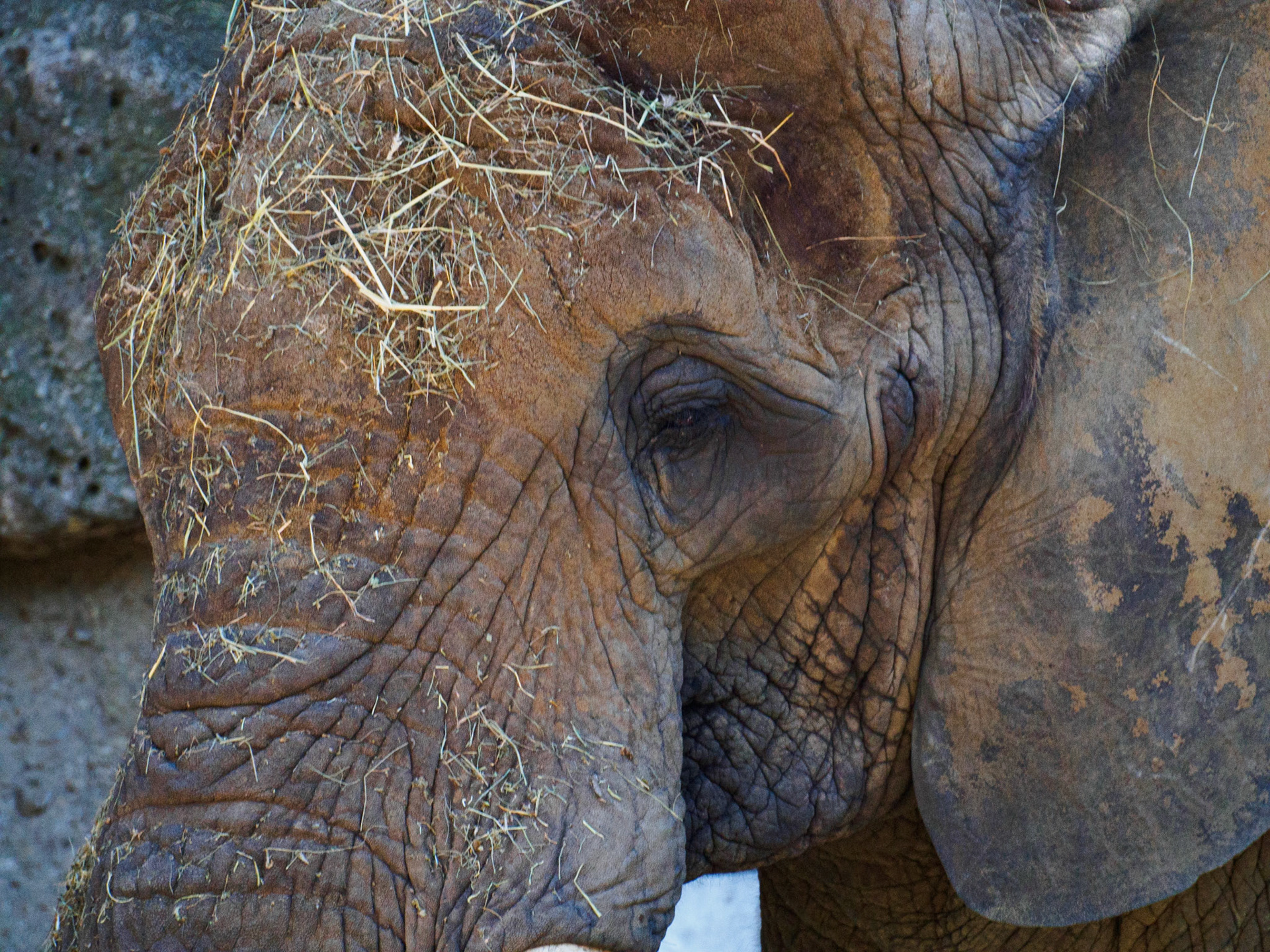 Elephant / August 2023