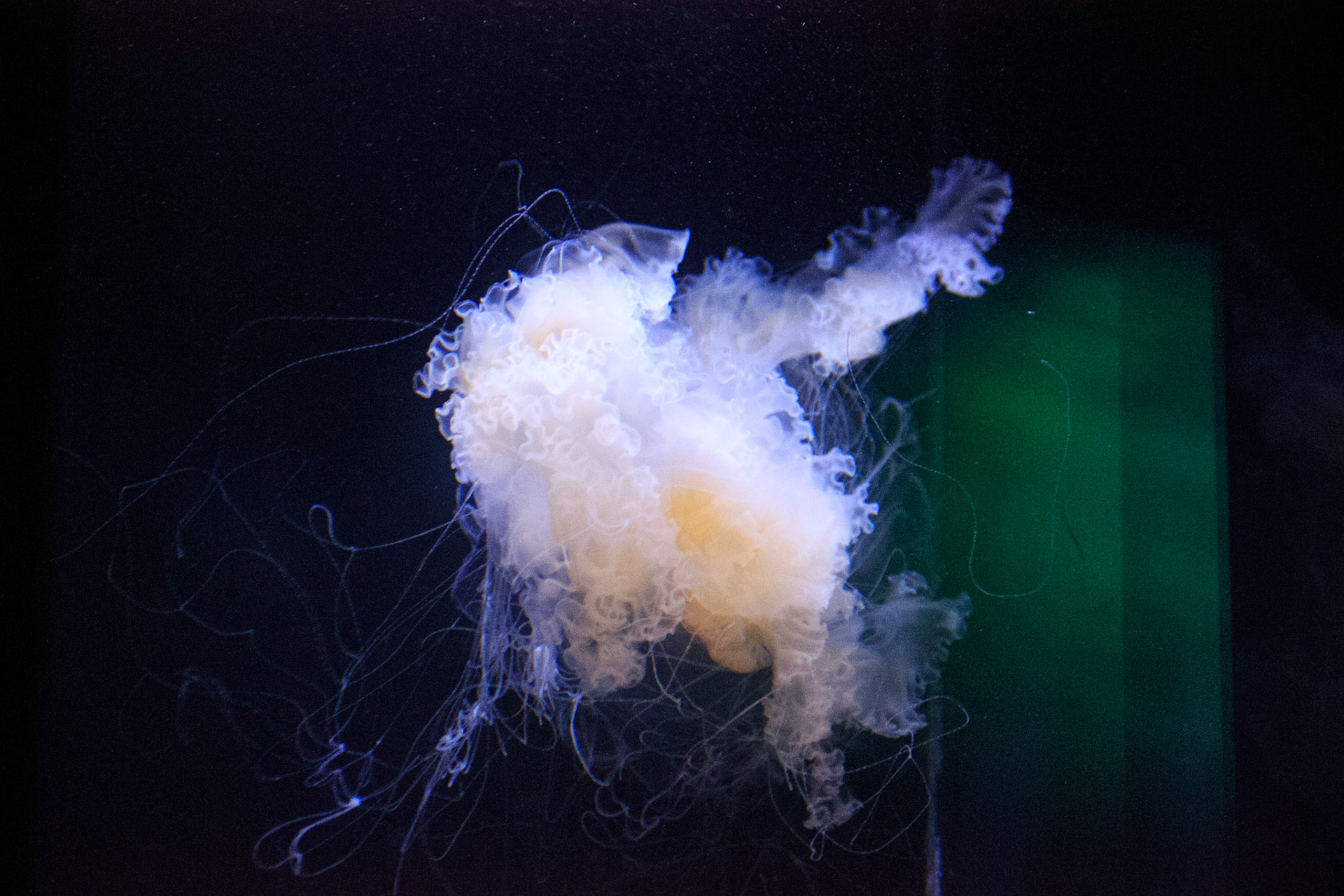 selina hammel - Canon EOS 100D / Canon EF 70-300