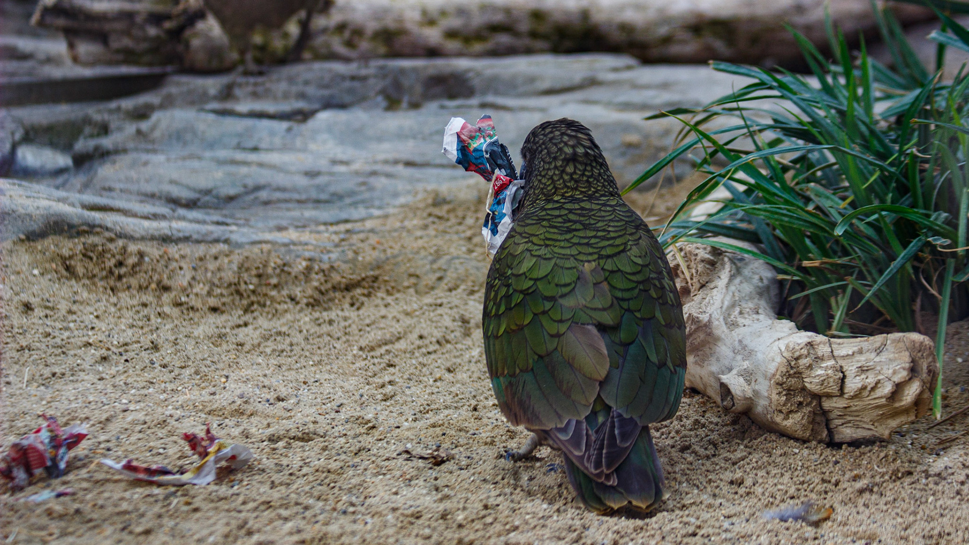 selina hammel - Canon EOS 100D / Canon EF 70-300