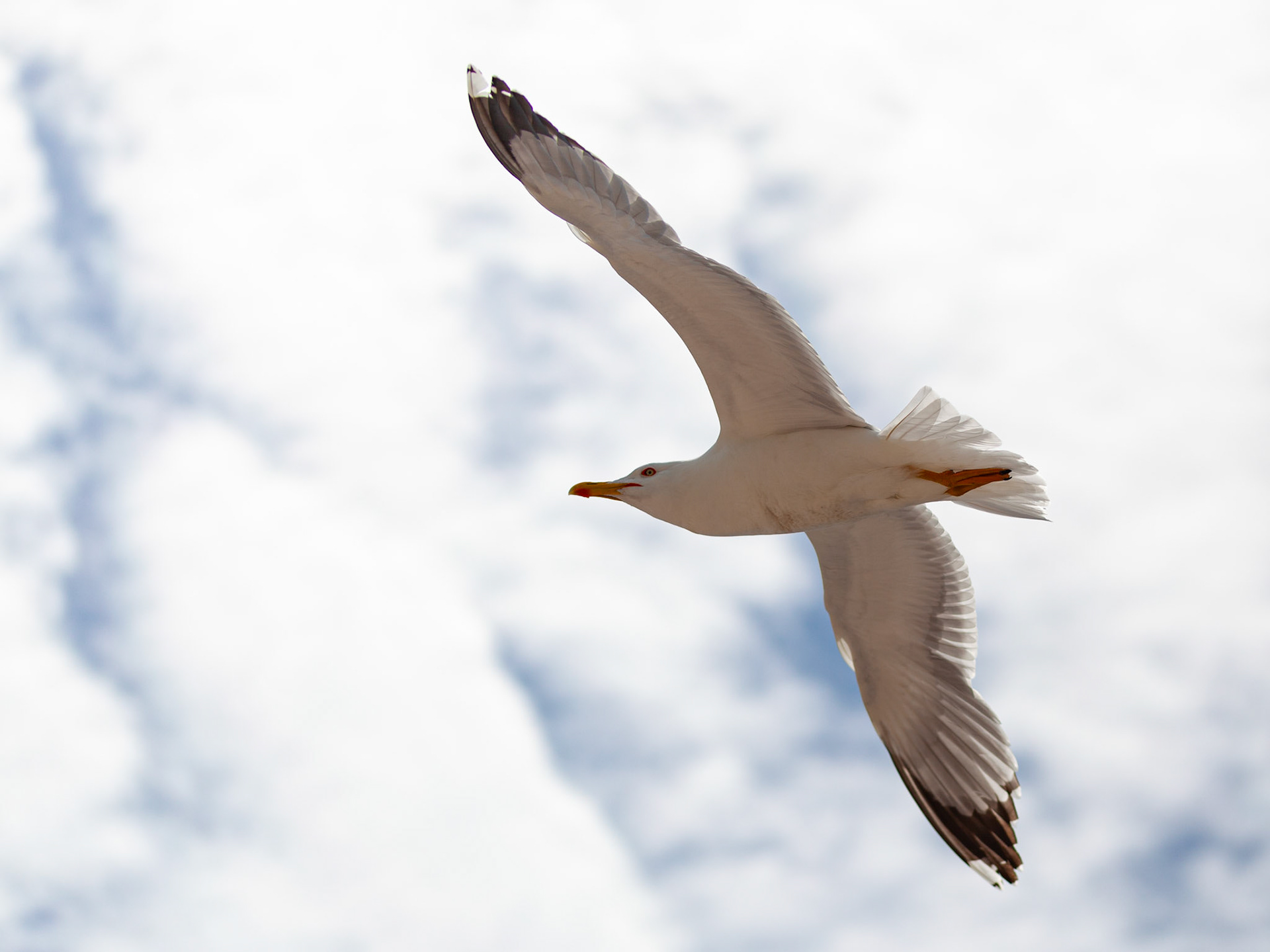 seagull / may 2021