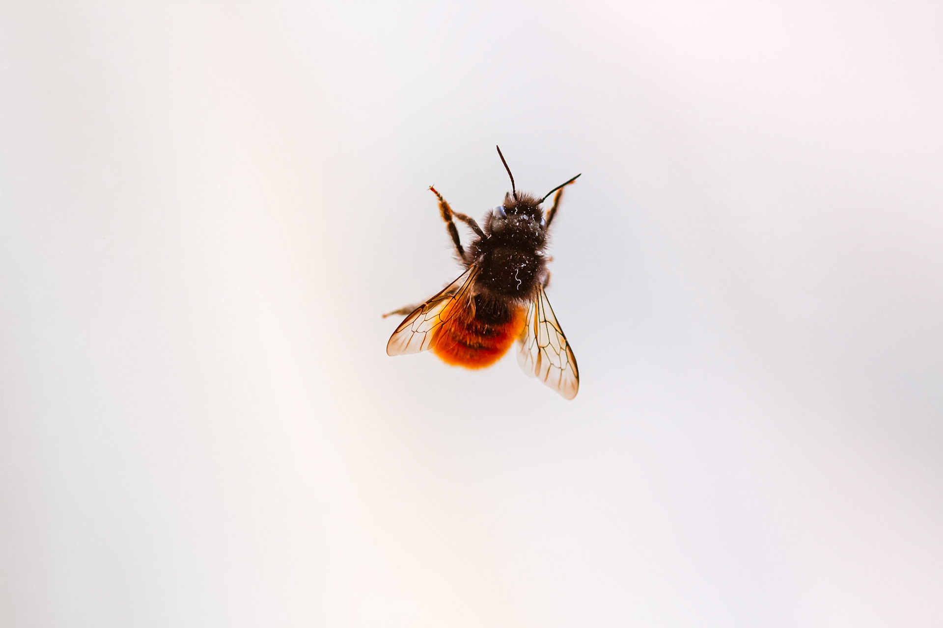 "Visitor" - mason bee / March 2021