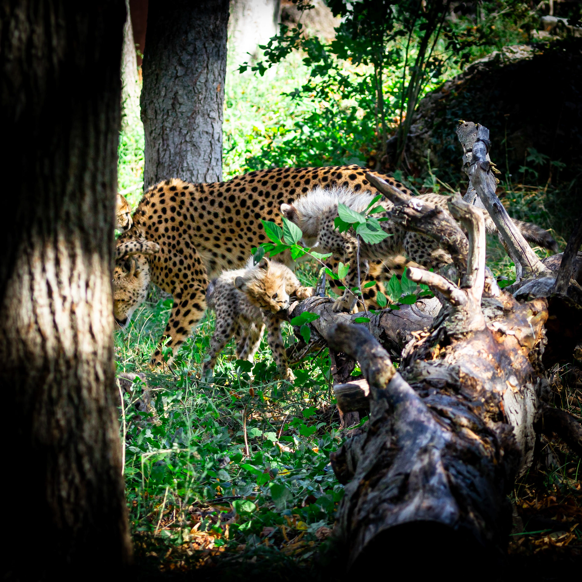 cheetah family / september 2020