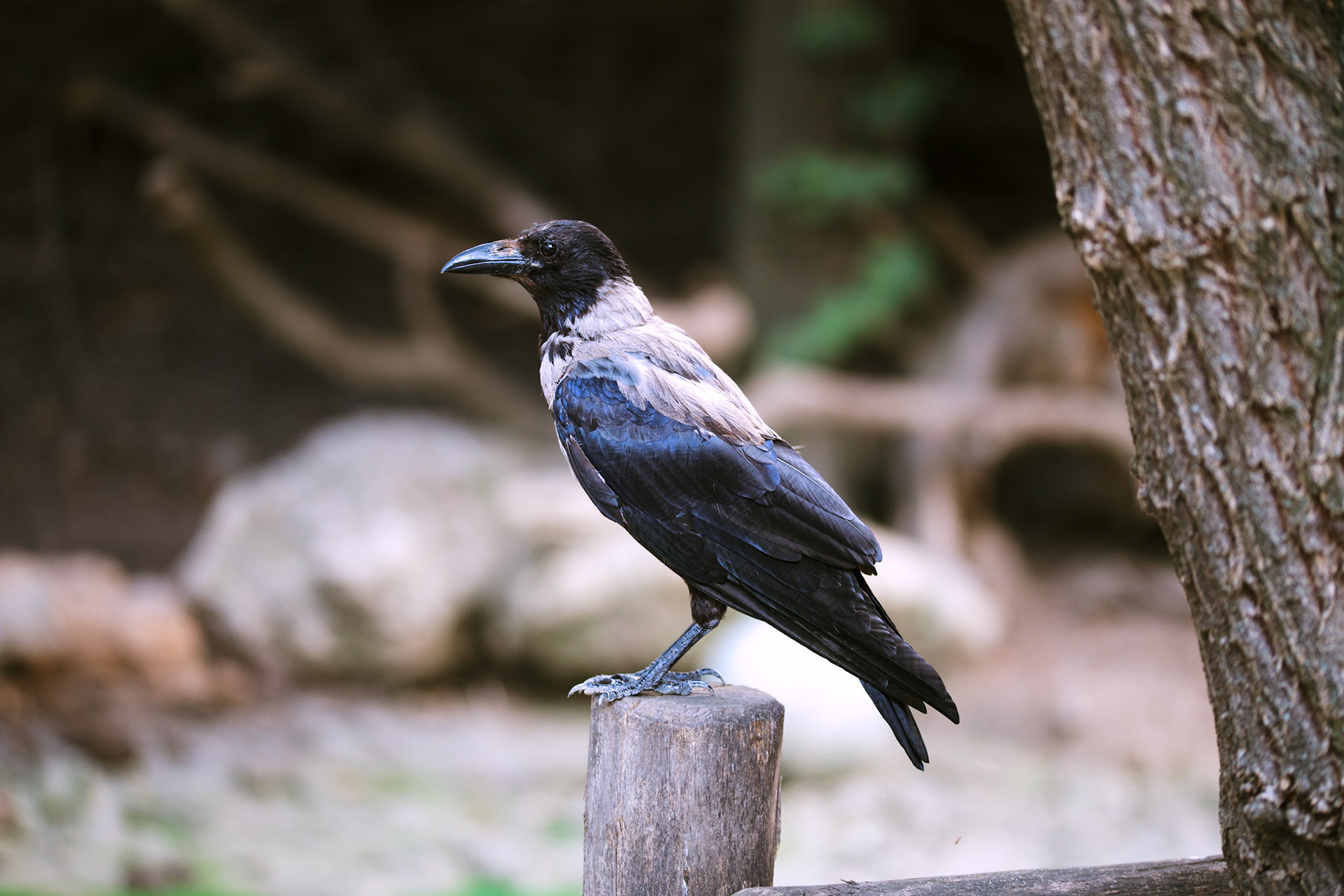 hooded crow / August 2022
