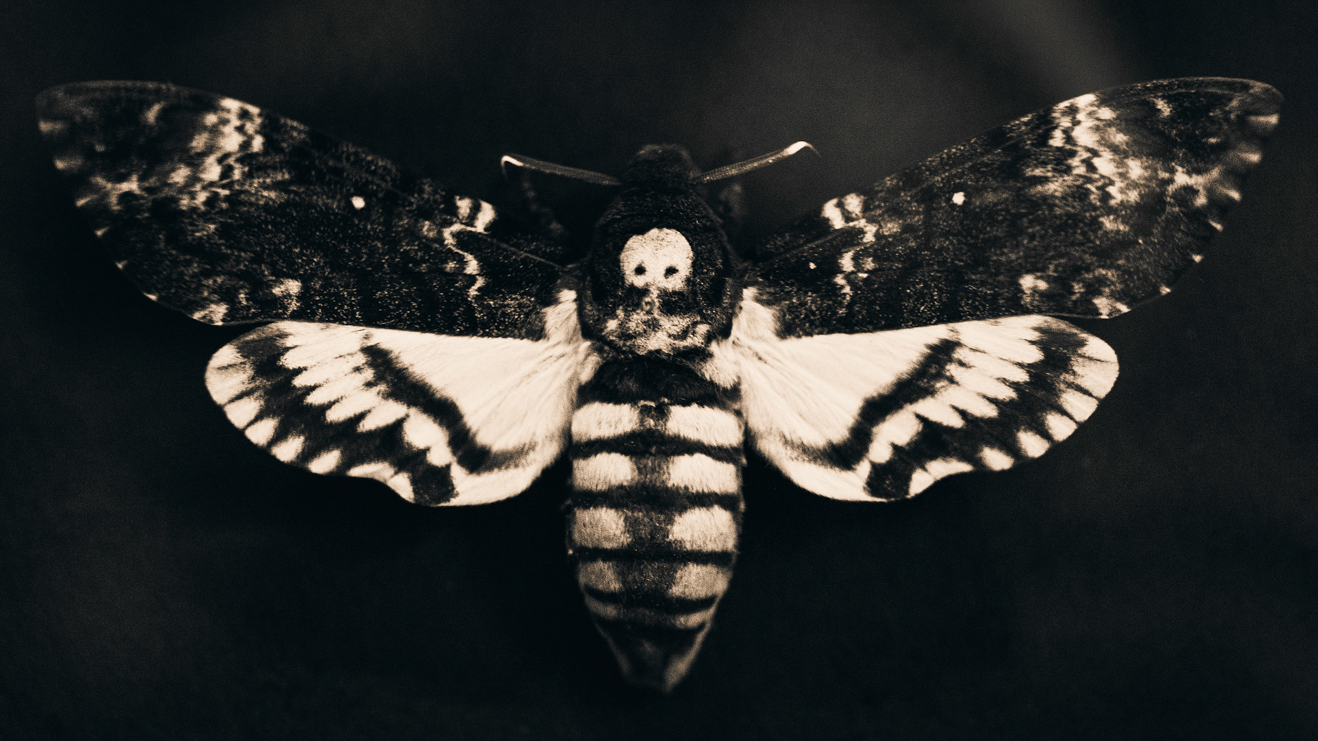 "Skull" - death's head hawk moth / September 2021