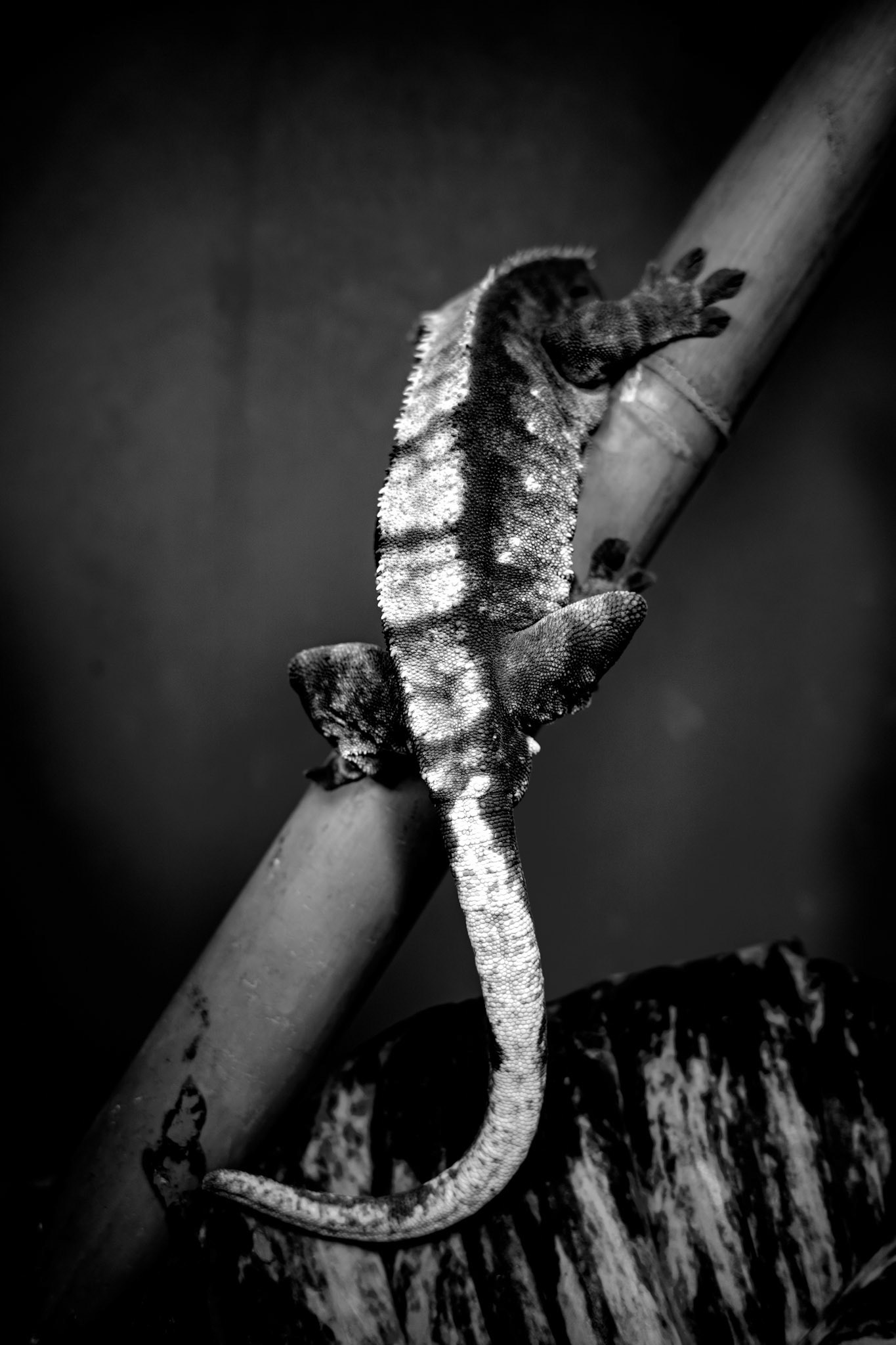 "S" - Spike / November 2022