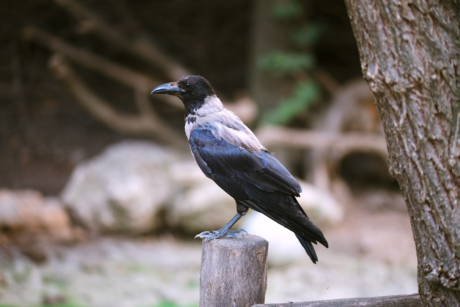 Canon EOS 6D / Sigma 105mm f2.8
