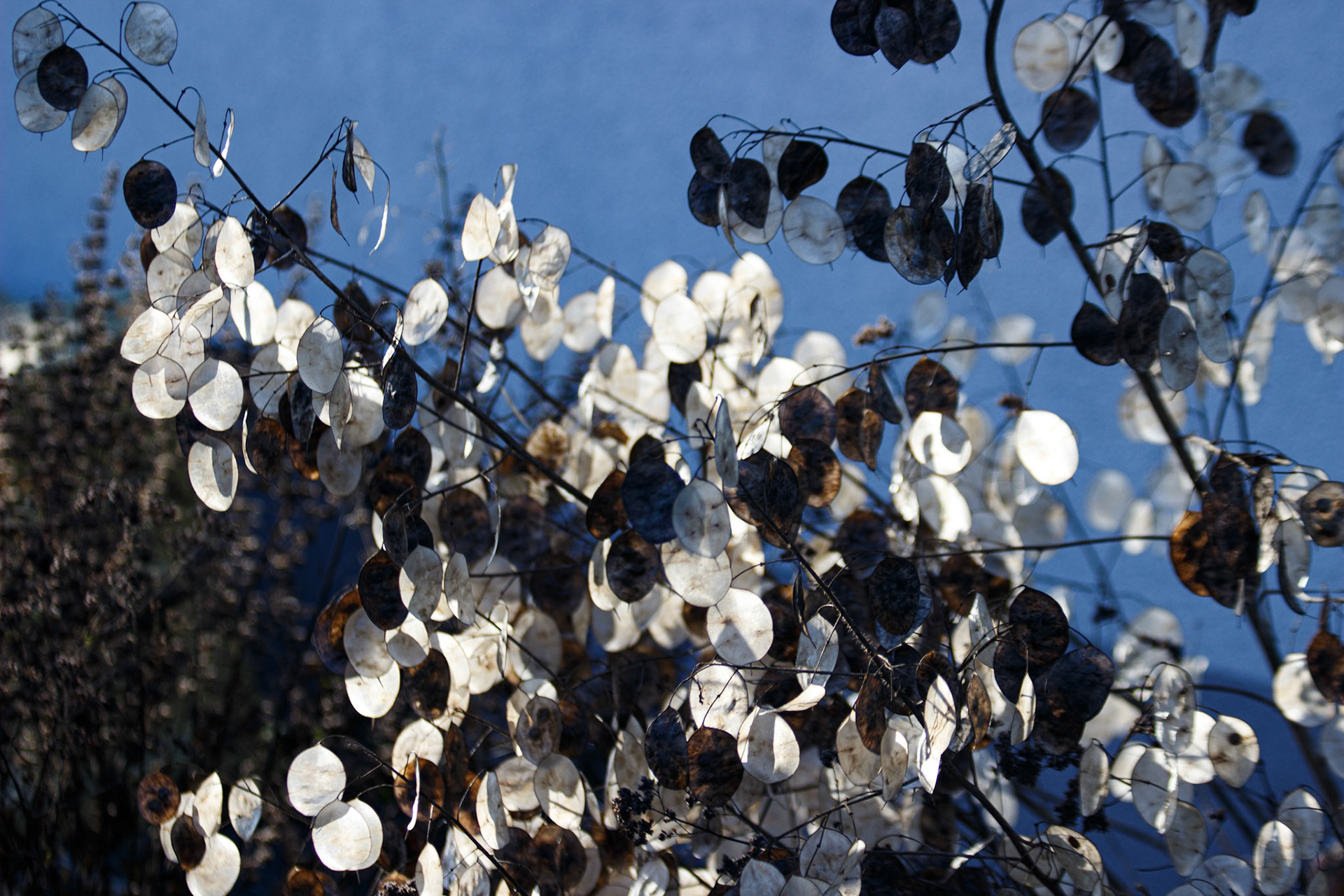 selina hammel - Canon EOS 100D / Canon EF 70-300