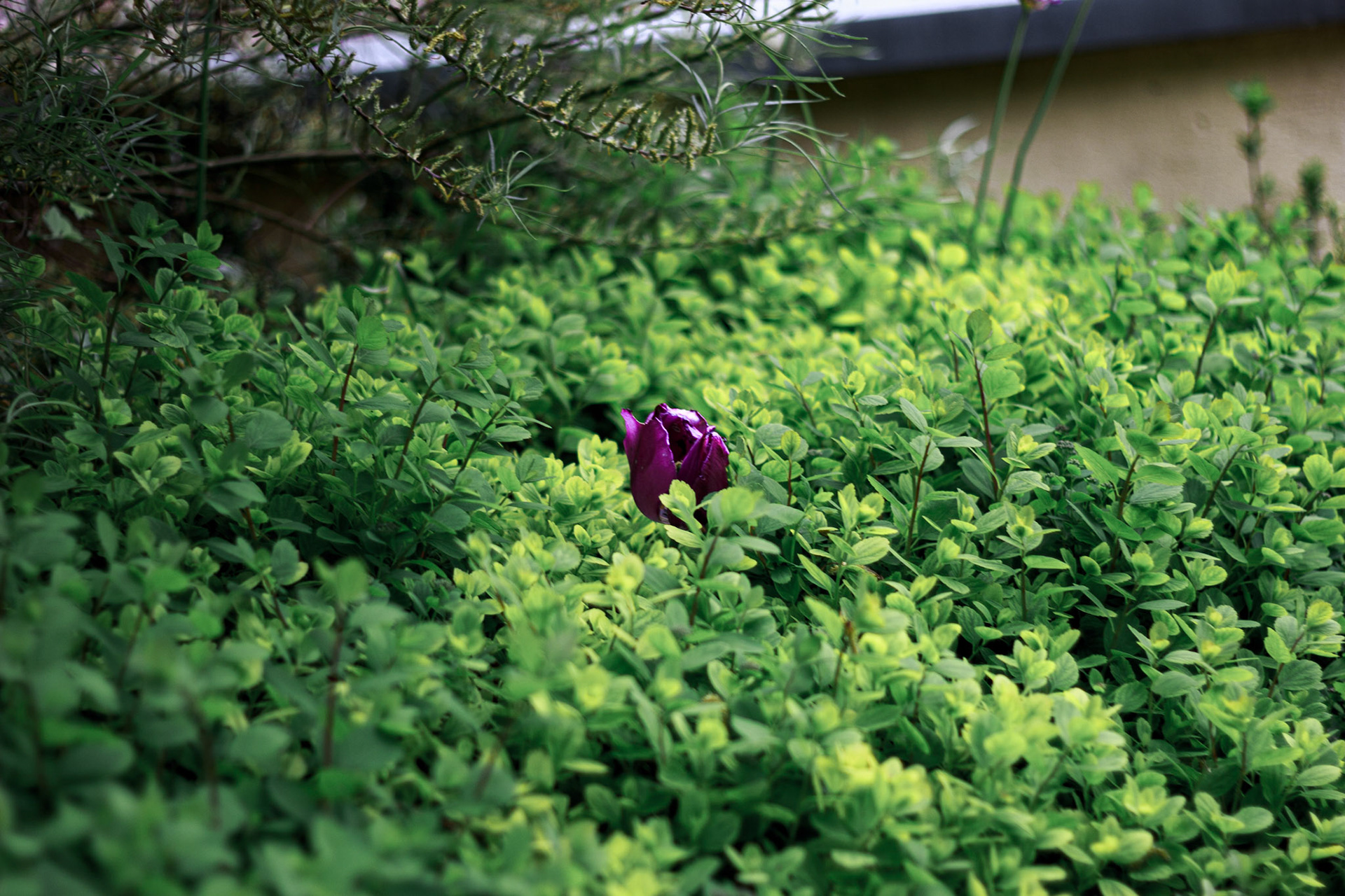 Selina Hammel - Canon EOS 100D / Canon EF 50mm f1.8