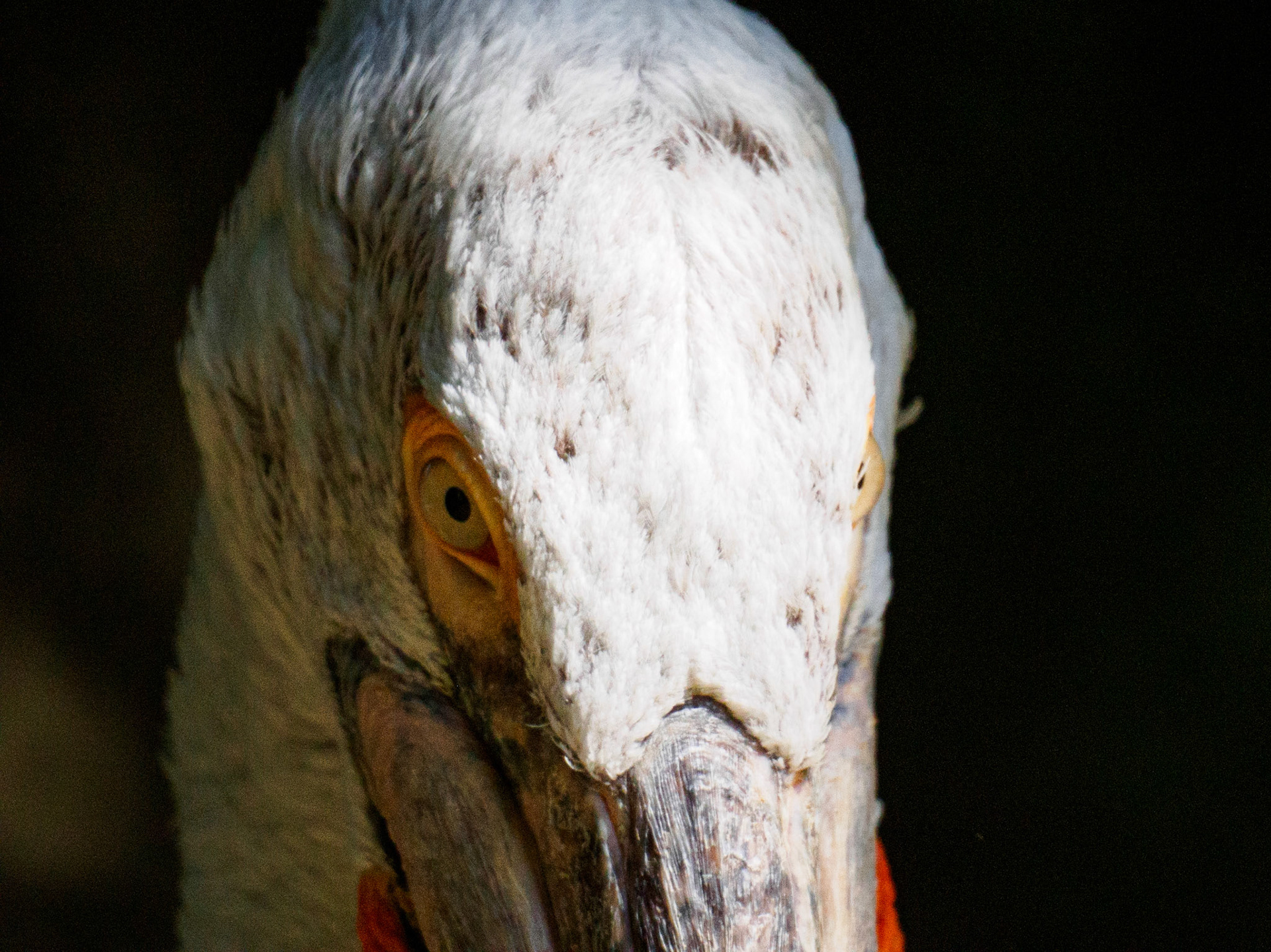 Pelican / August 2023