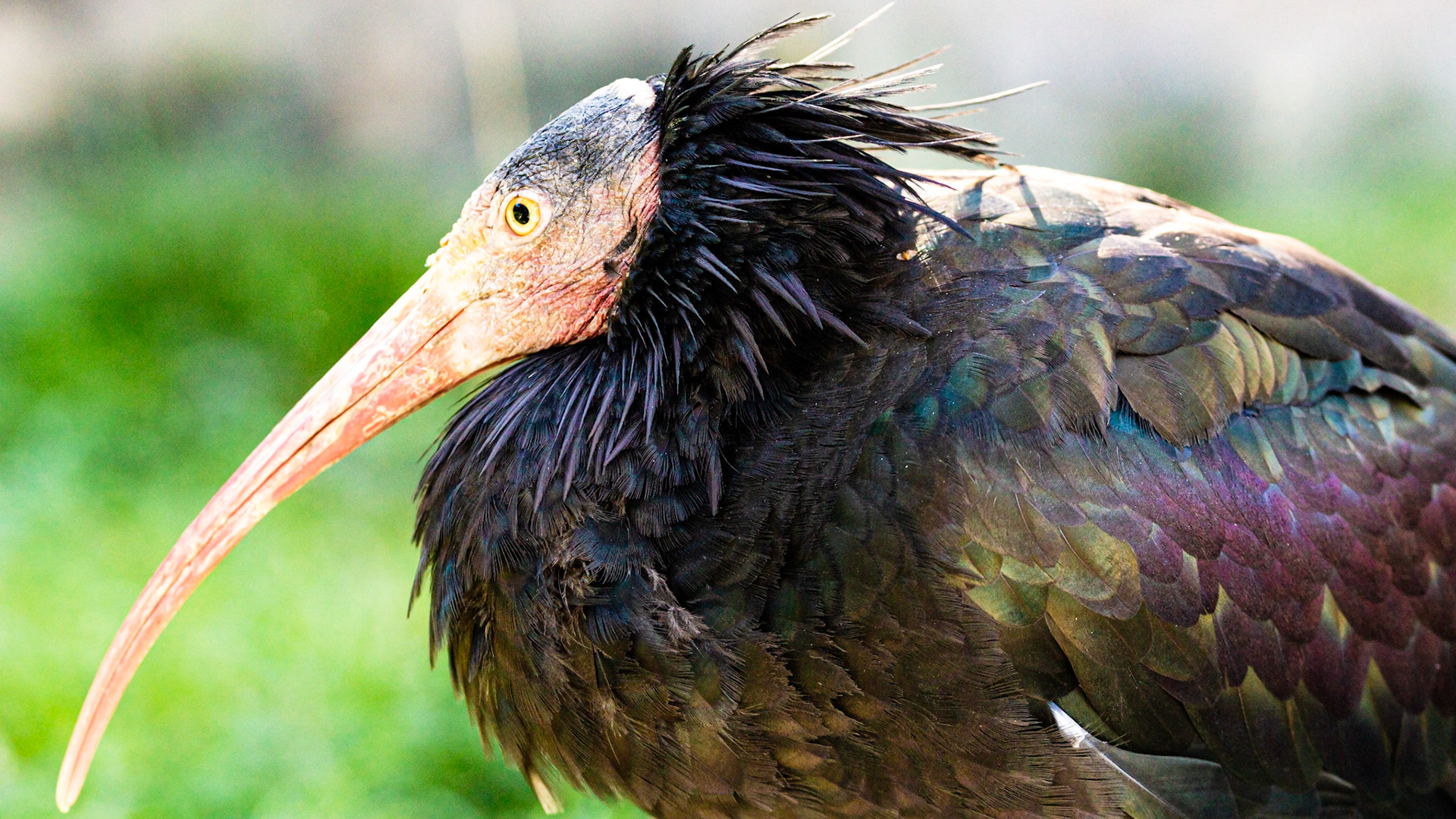 ibis / september 2020